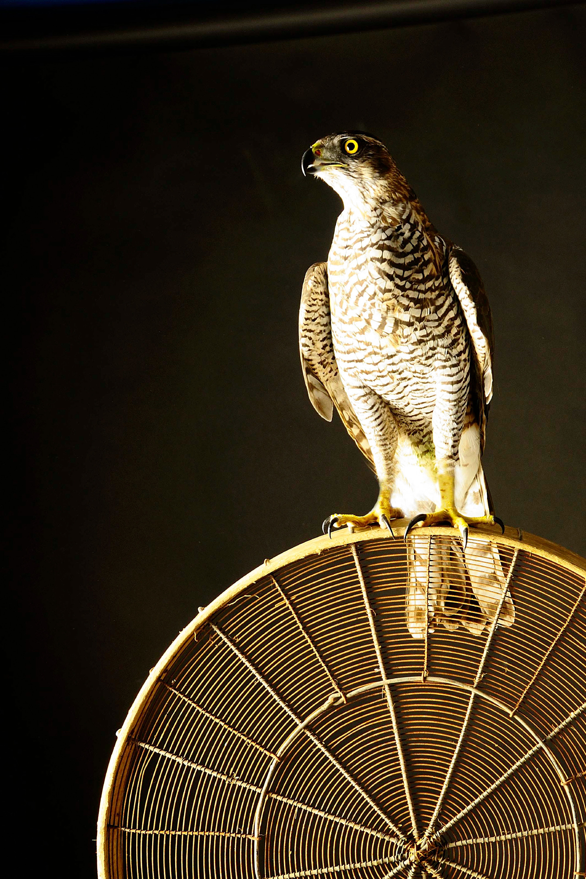 Magyarország madarai: a héja 