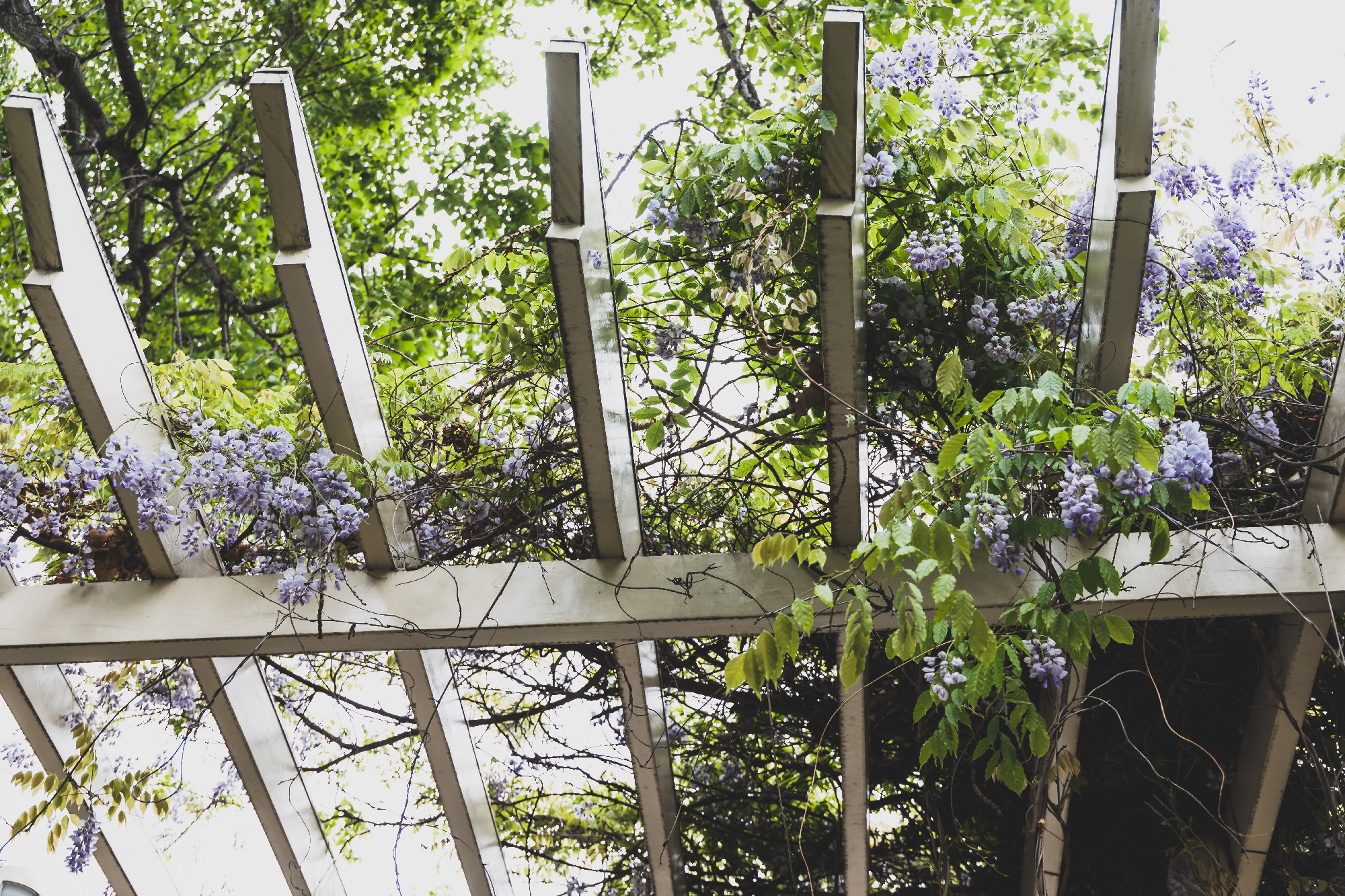purple wysteria hanging off a patio outdoor in sunny garden 