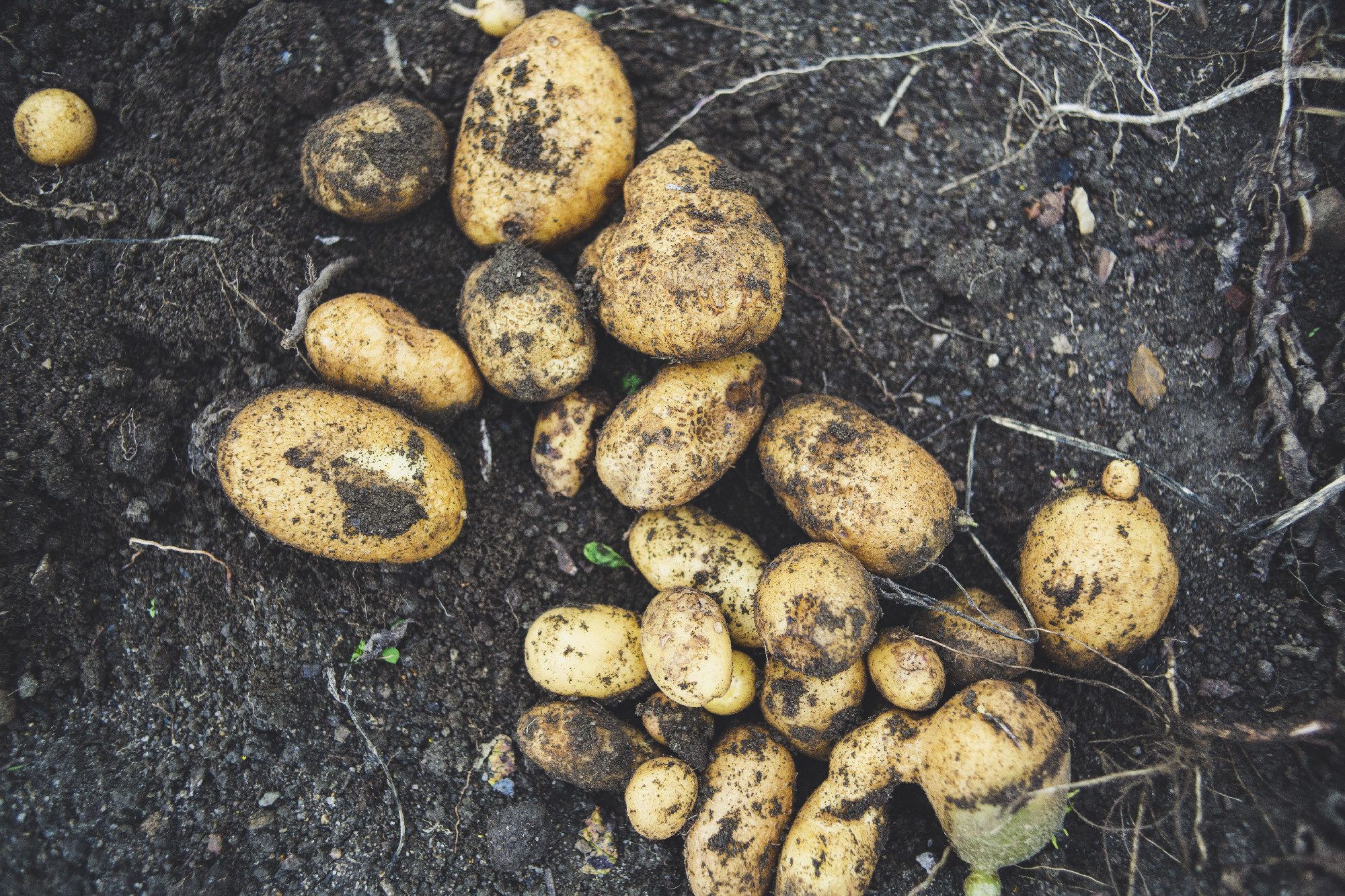 High angle shot of a pile of potatoes on the ground in a garden
