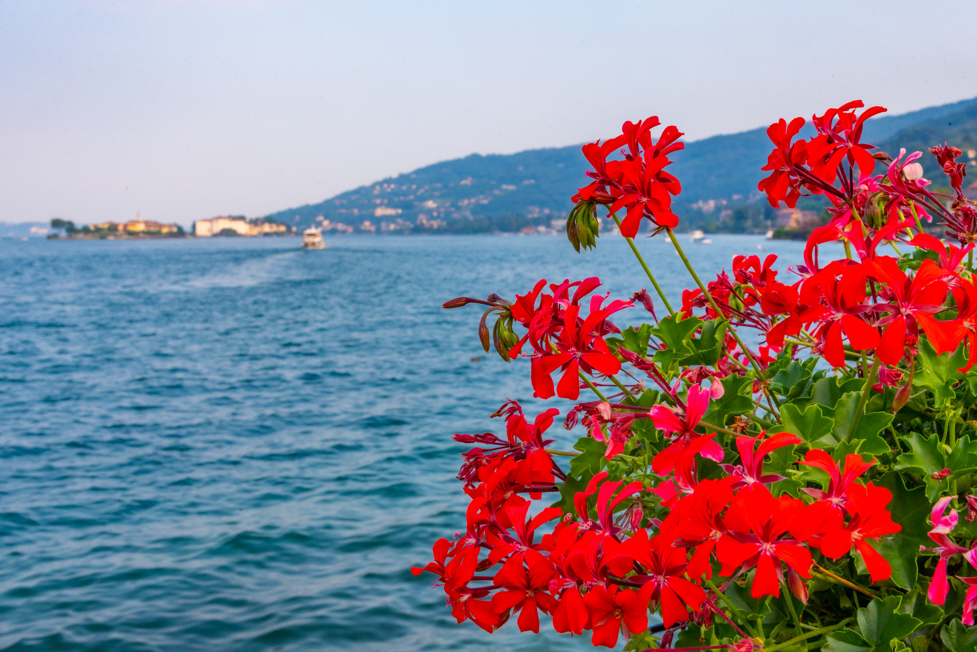 Lago Maggiore viewed behind flowers, Italy