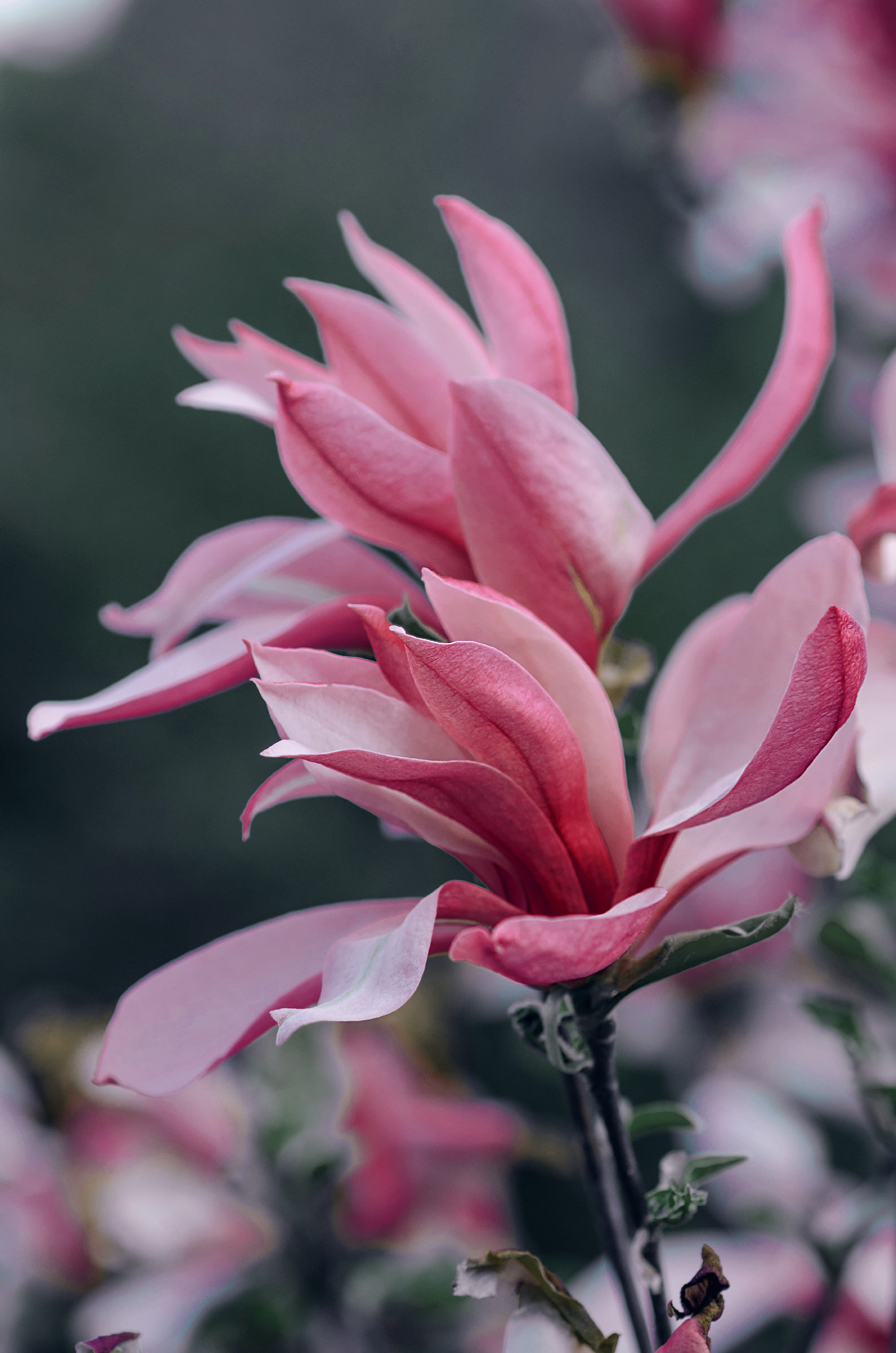 Egy virágzó oázis a Maggiore-tó partján