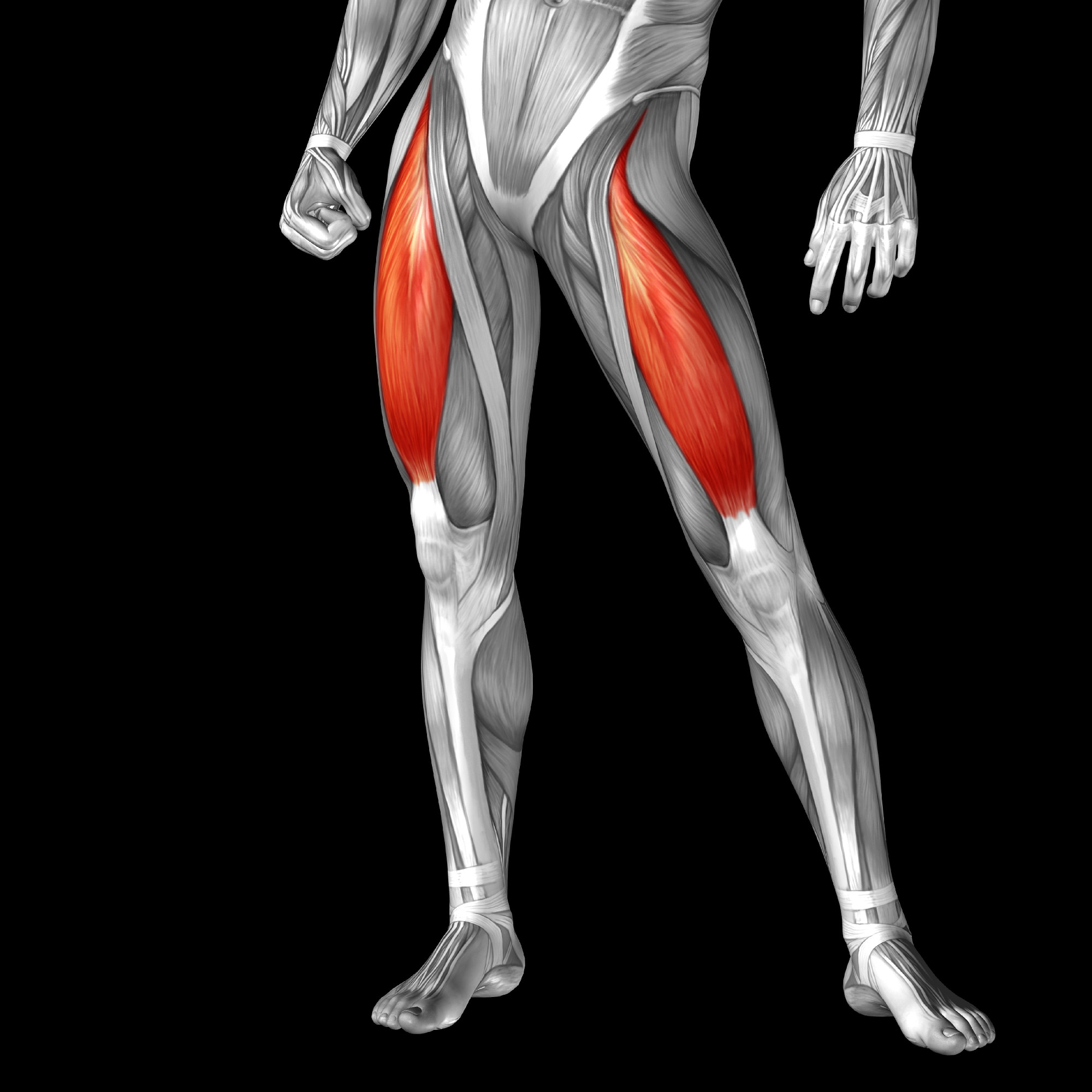 Conceptual 3D human front upper leg muscle anatomy