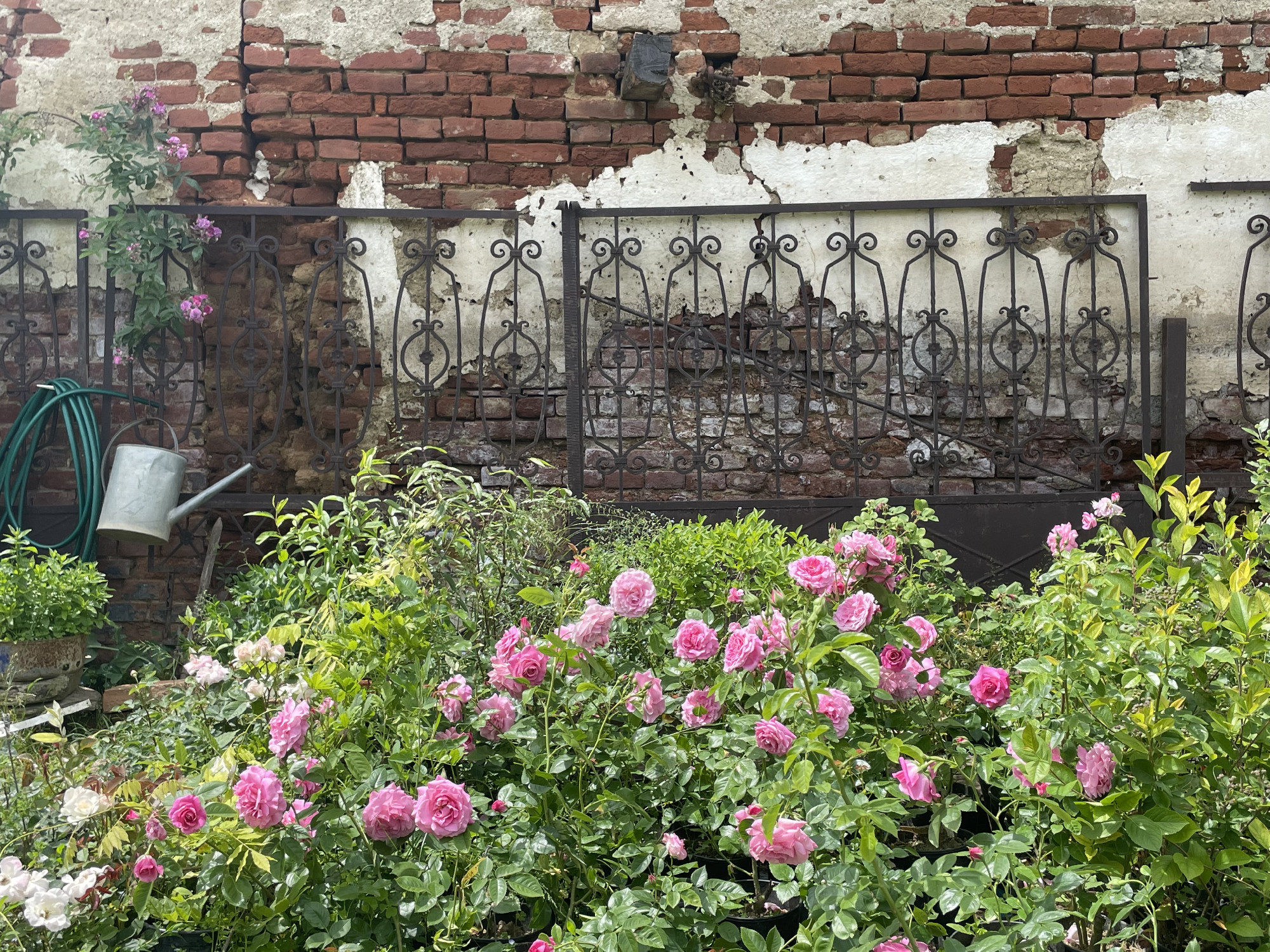 Agatha Bock egyszerűen csodálatos élete 