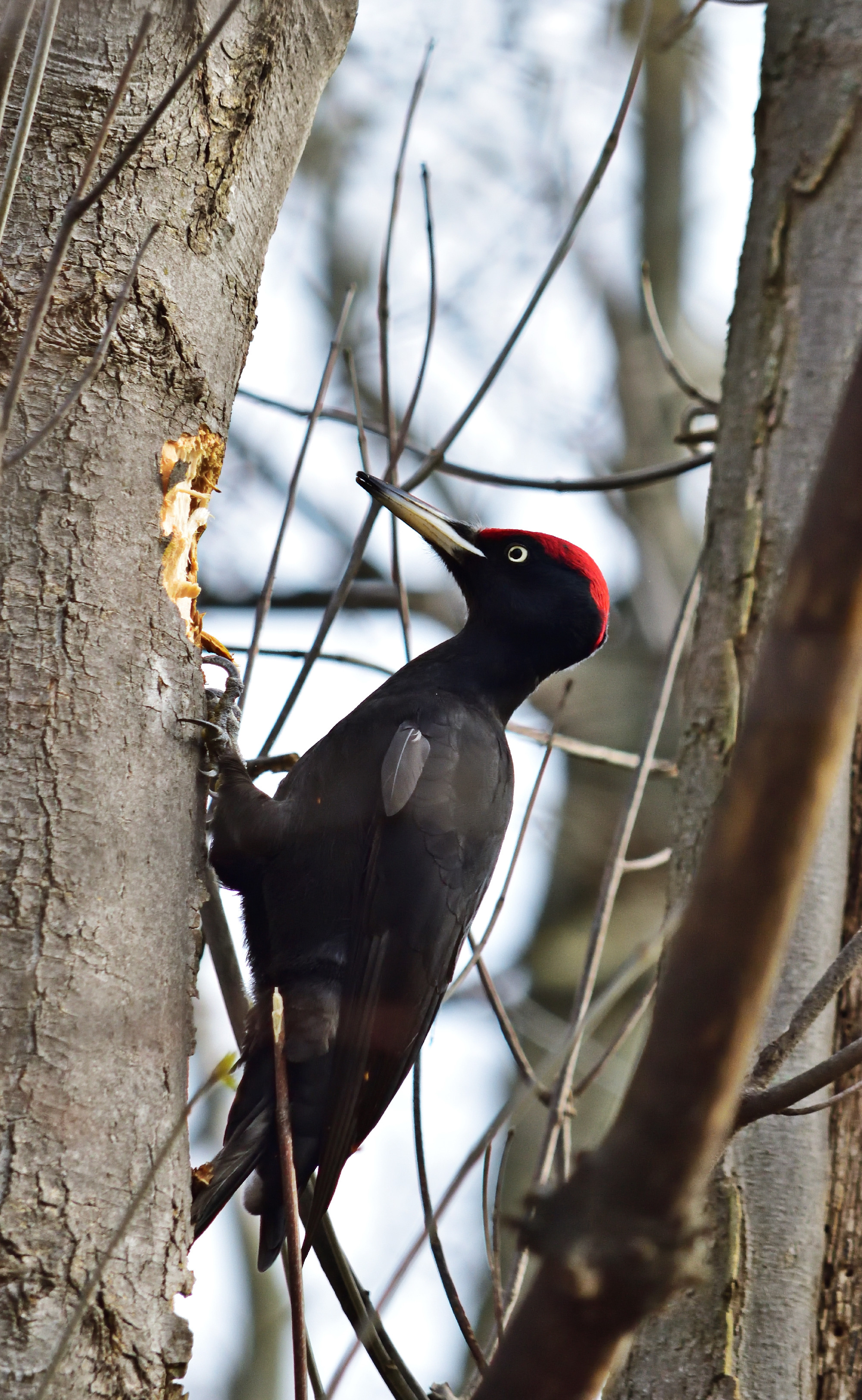Magyarország madarai: a fekete harkály