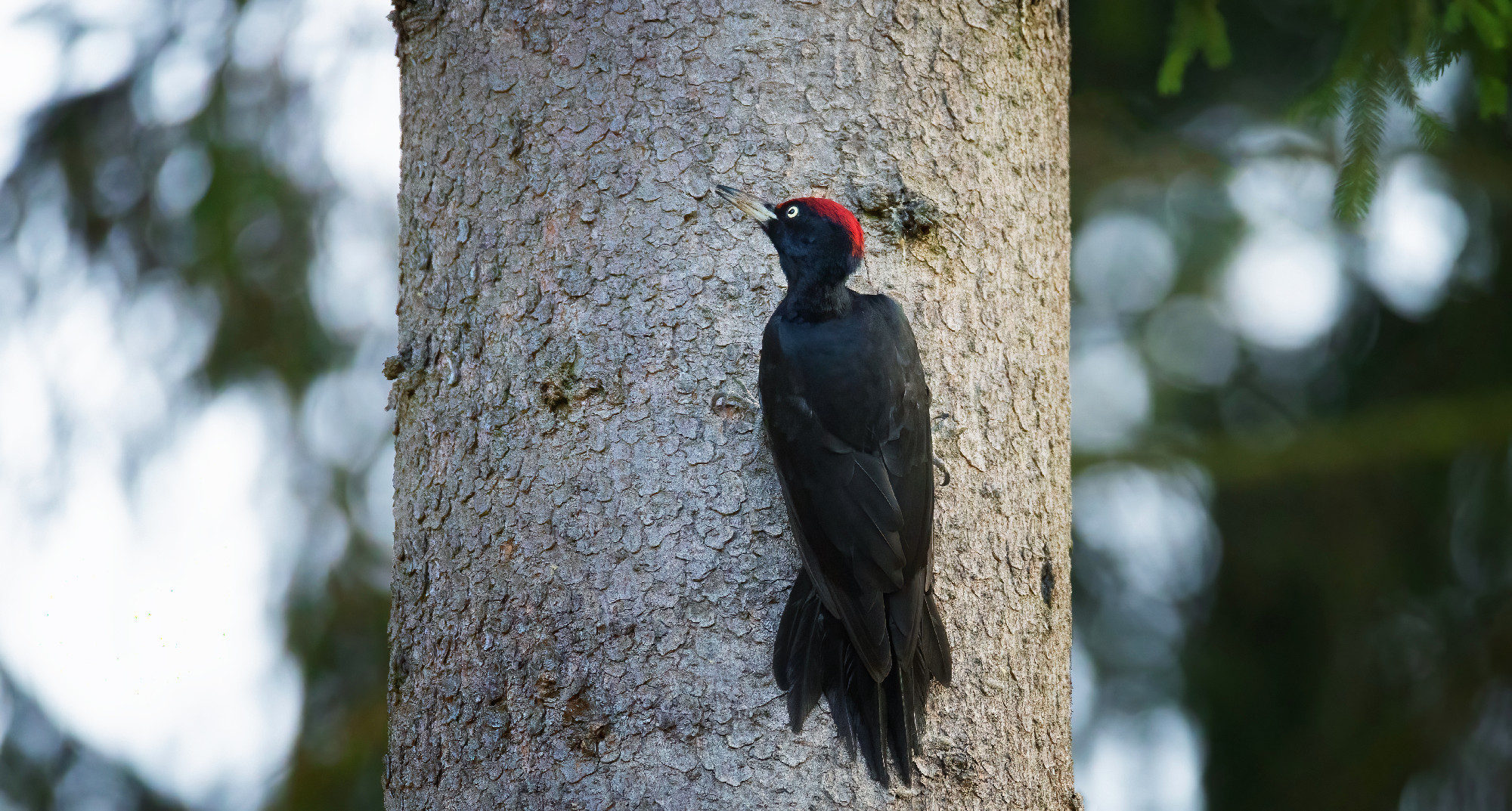 pair female and male black woodpecker on the old tree branch