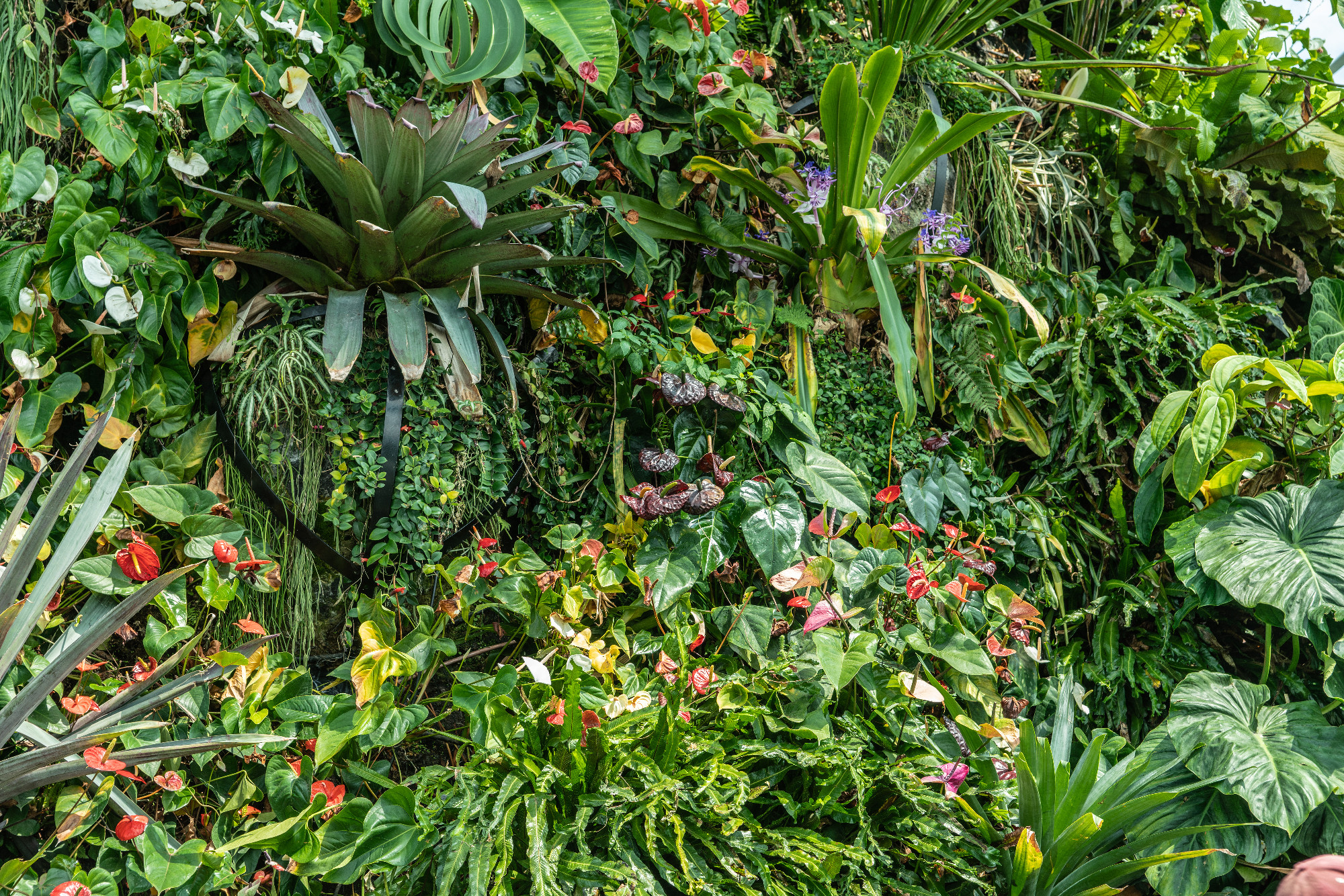 Dense hanging vegetation covered mountain slope in Cloud Forest 