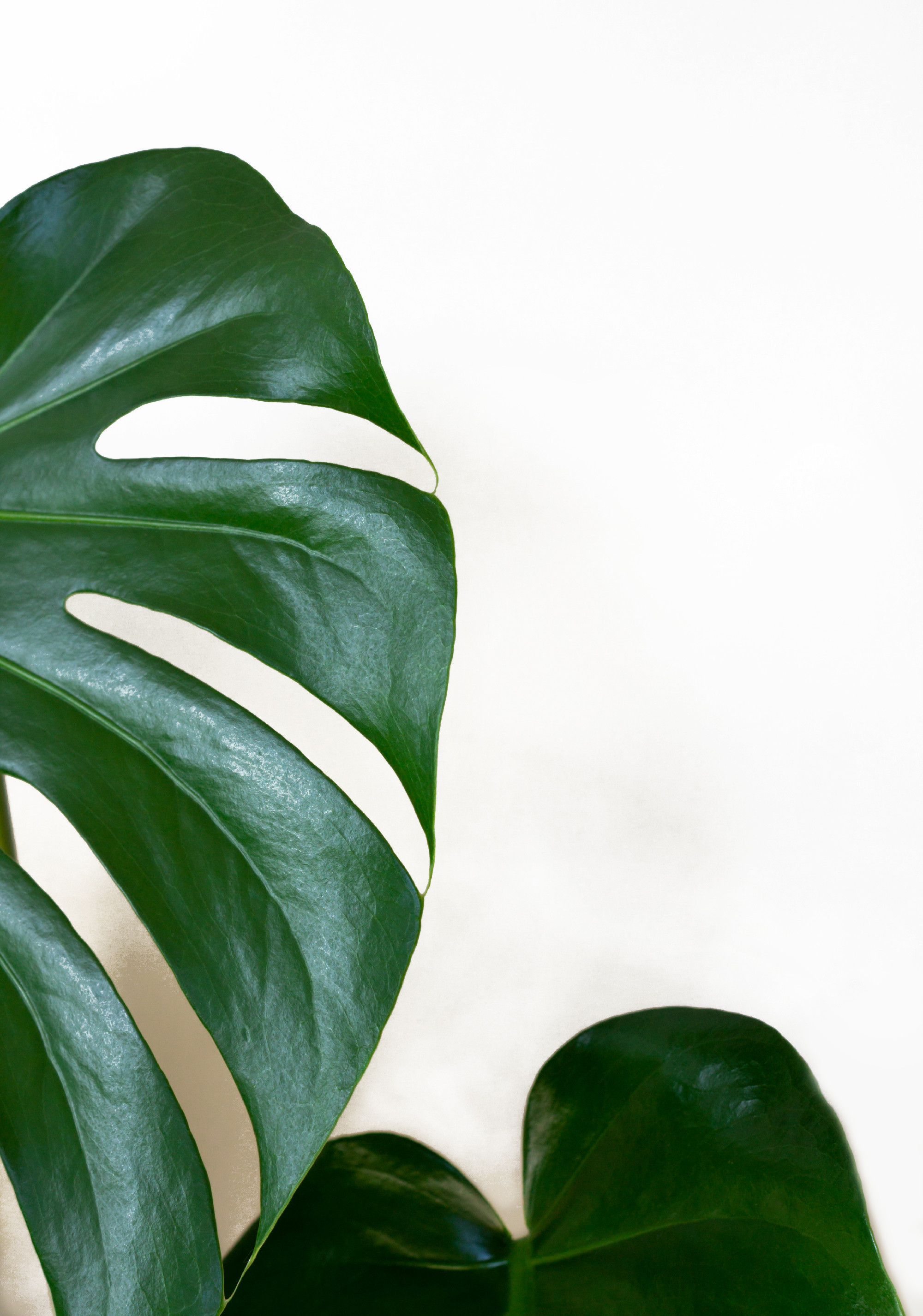 Magyarország egzotikus növényei: lehetőség vagy veszély?