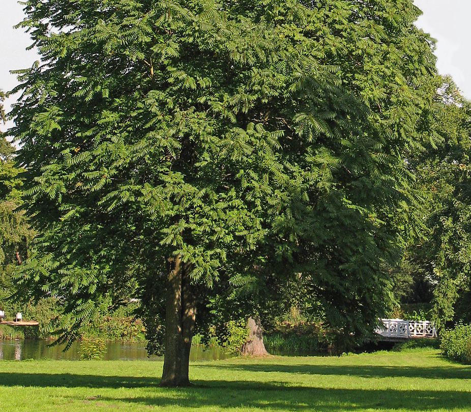 Mirigyes bálványfa
