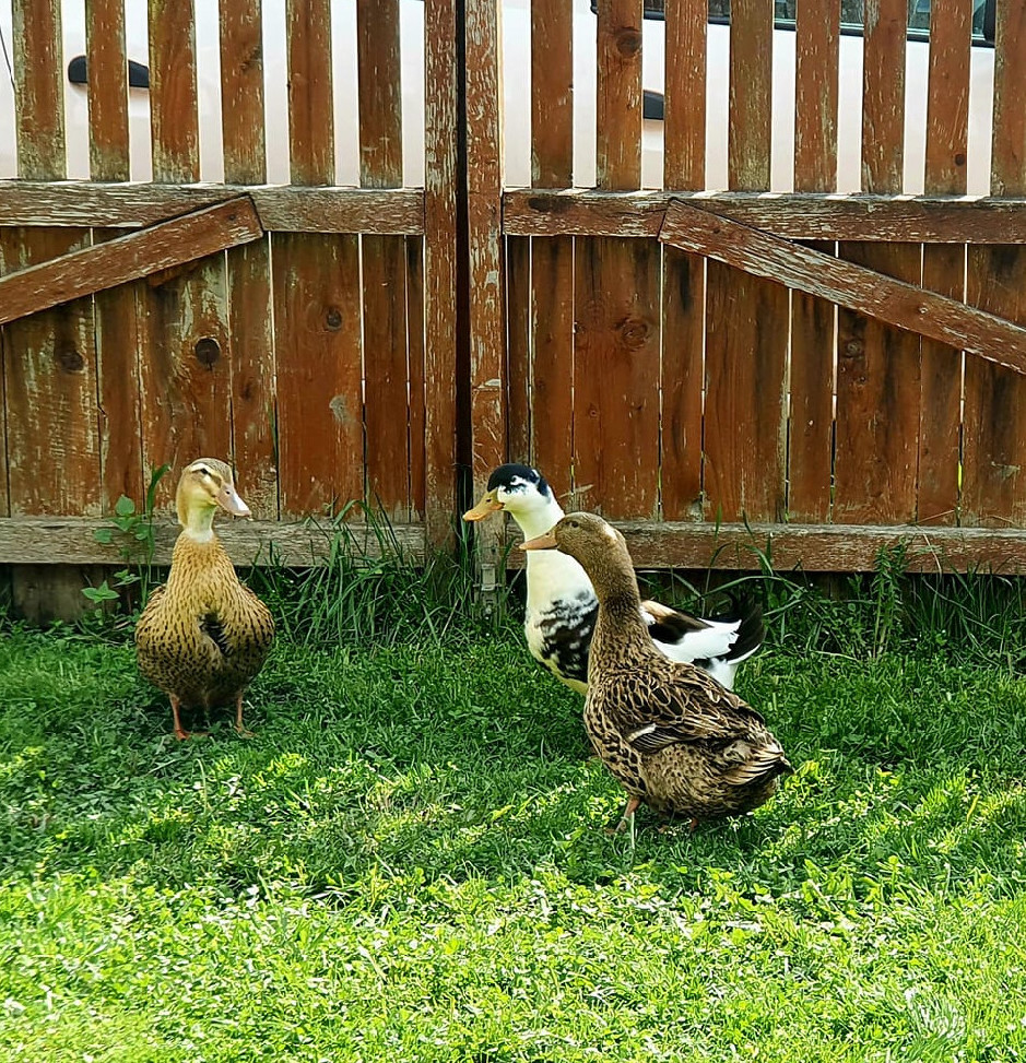 Amikor még tudtuk, honnan jönnek az élelmiszerek