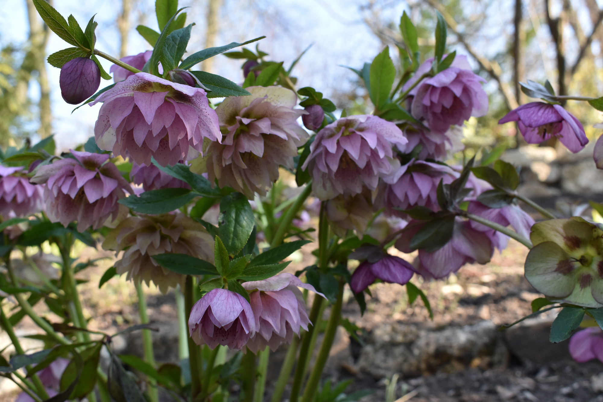 Színpompás korai tavasz a télben, a hunyorok különleges világa