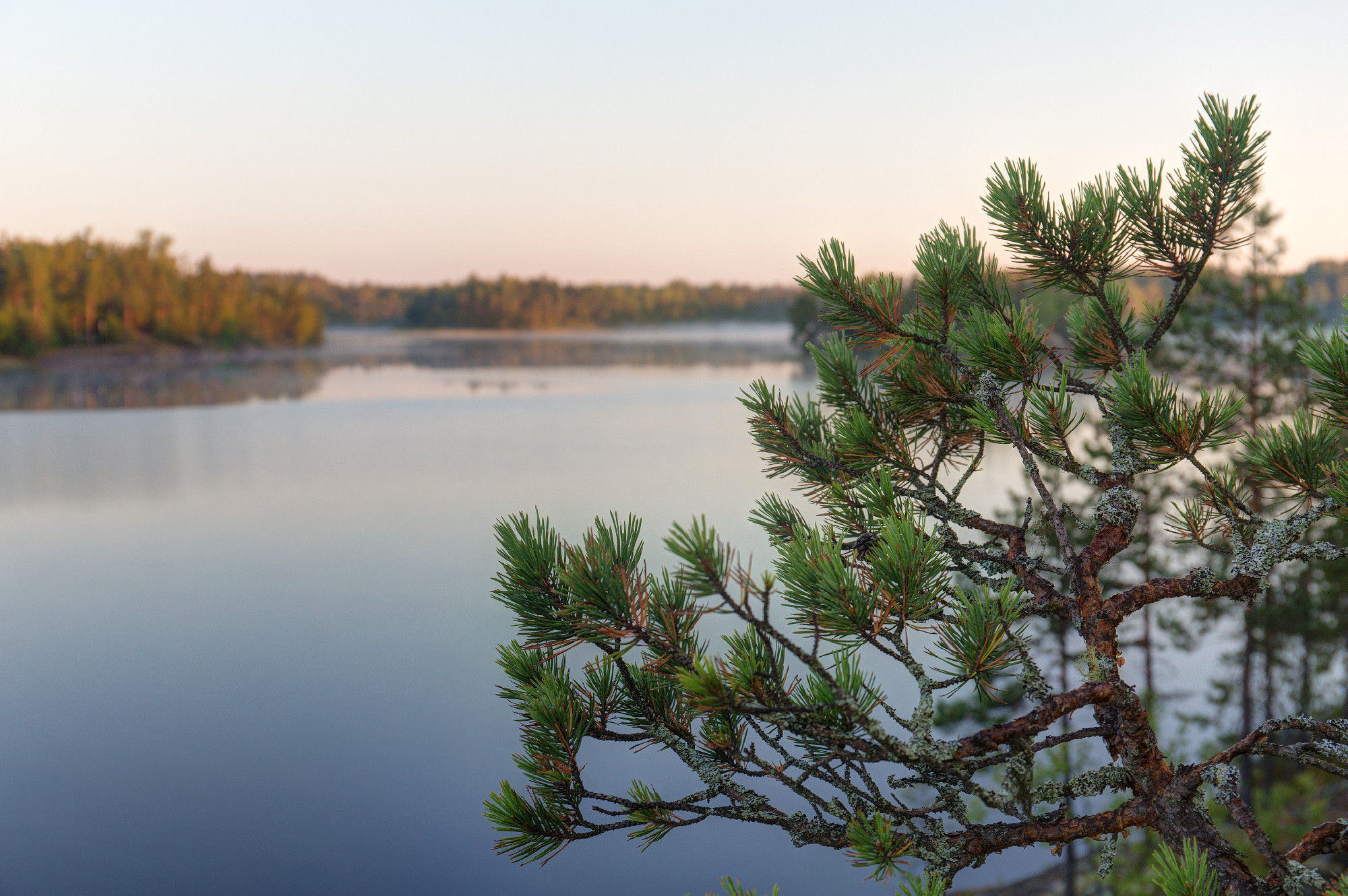 pine on a background of lake