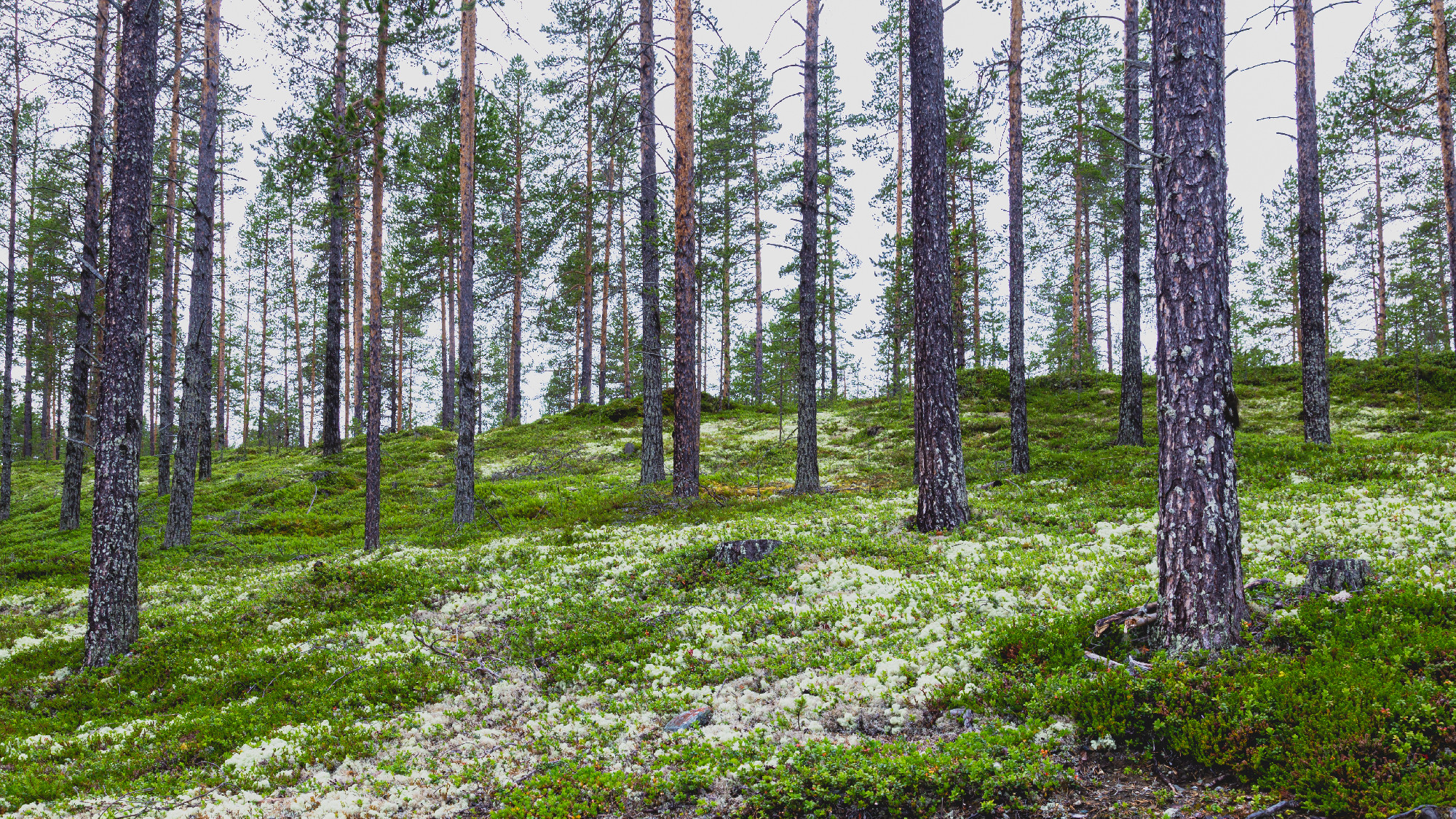 White reindeer moss in an artic forest
