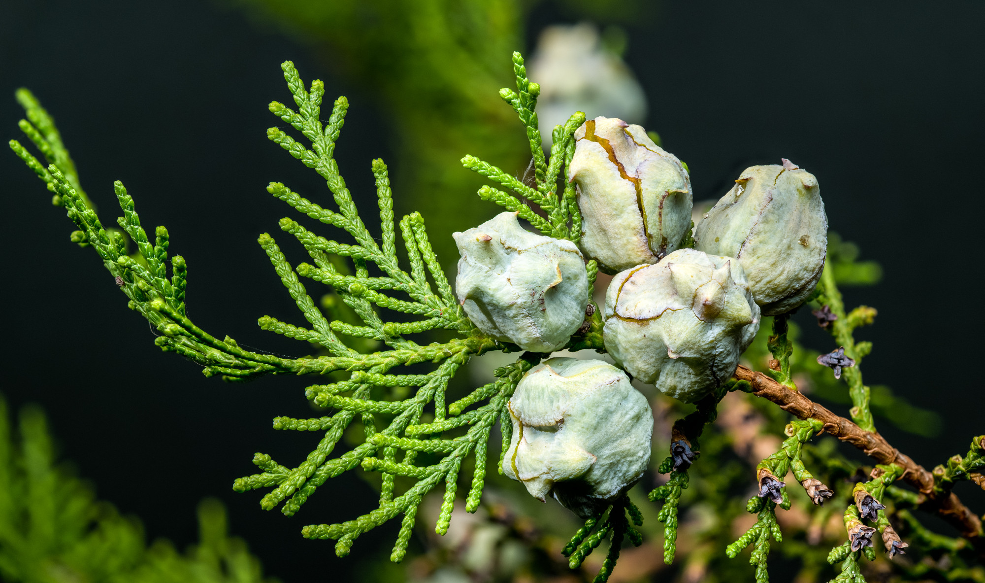 Close-Up Photo of Cypress Seed Cones