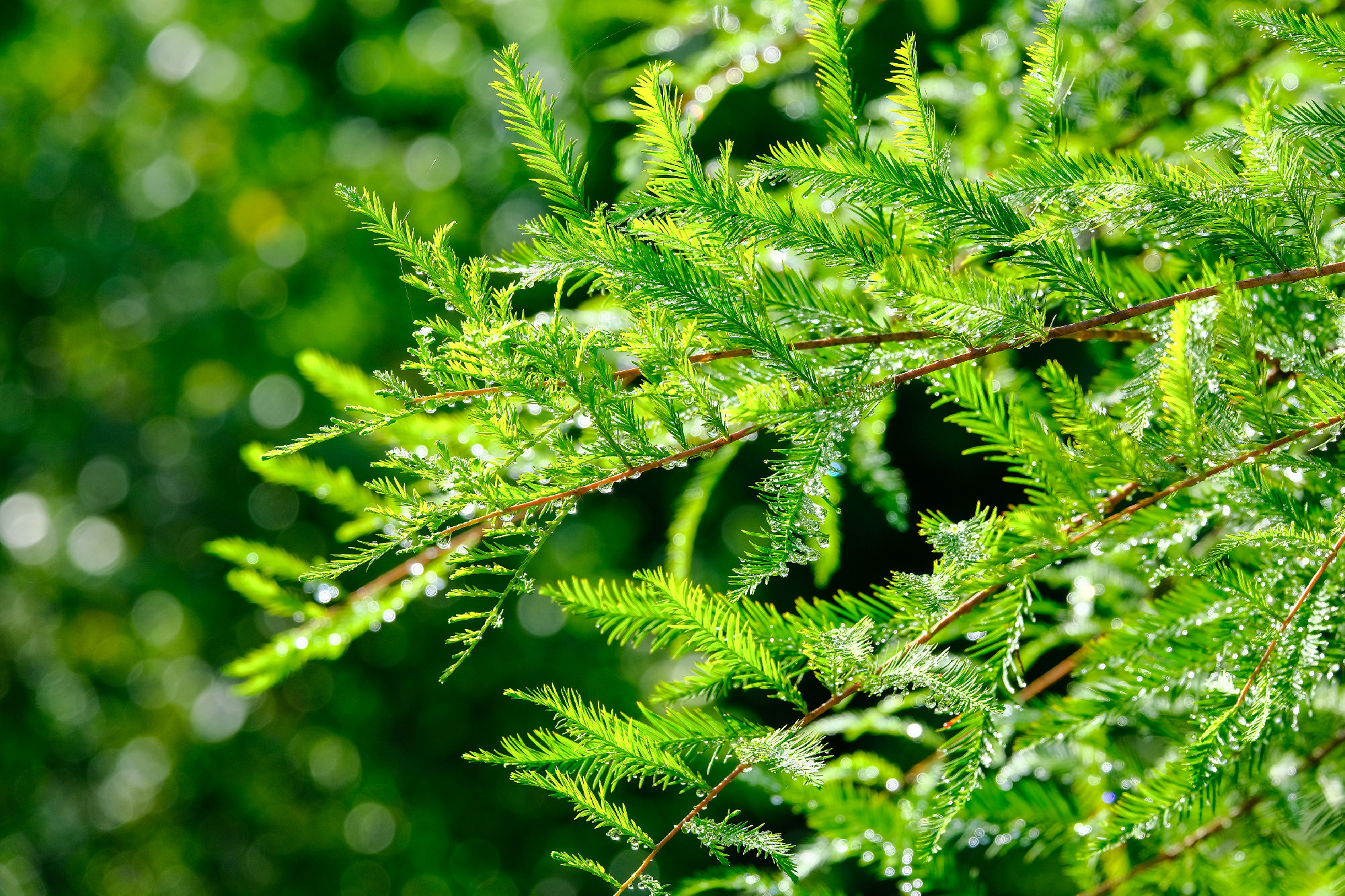 Dew Drops on Evergreen