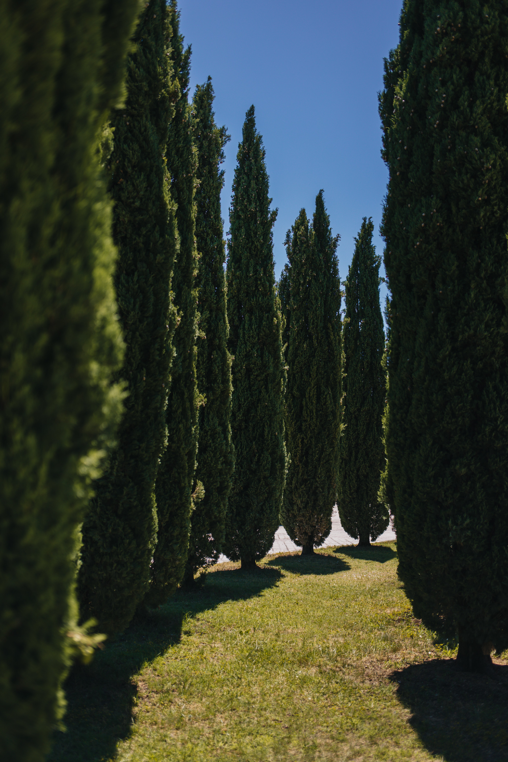 Kalandozás a ciprusok világába