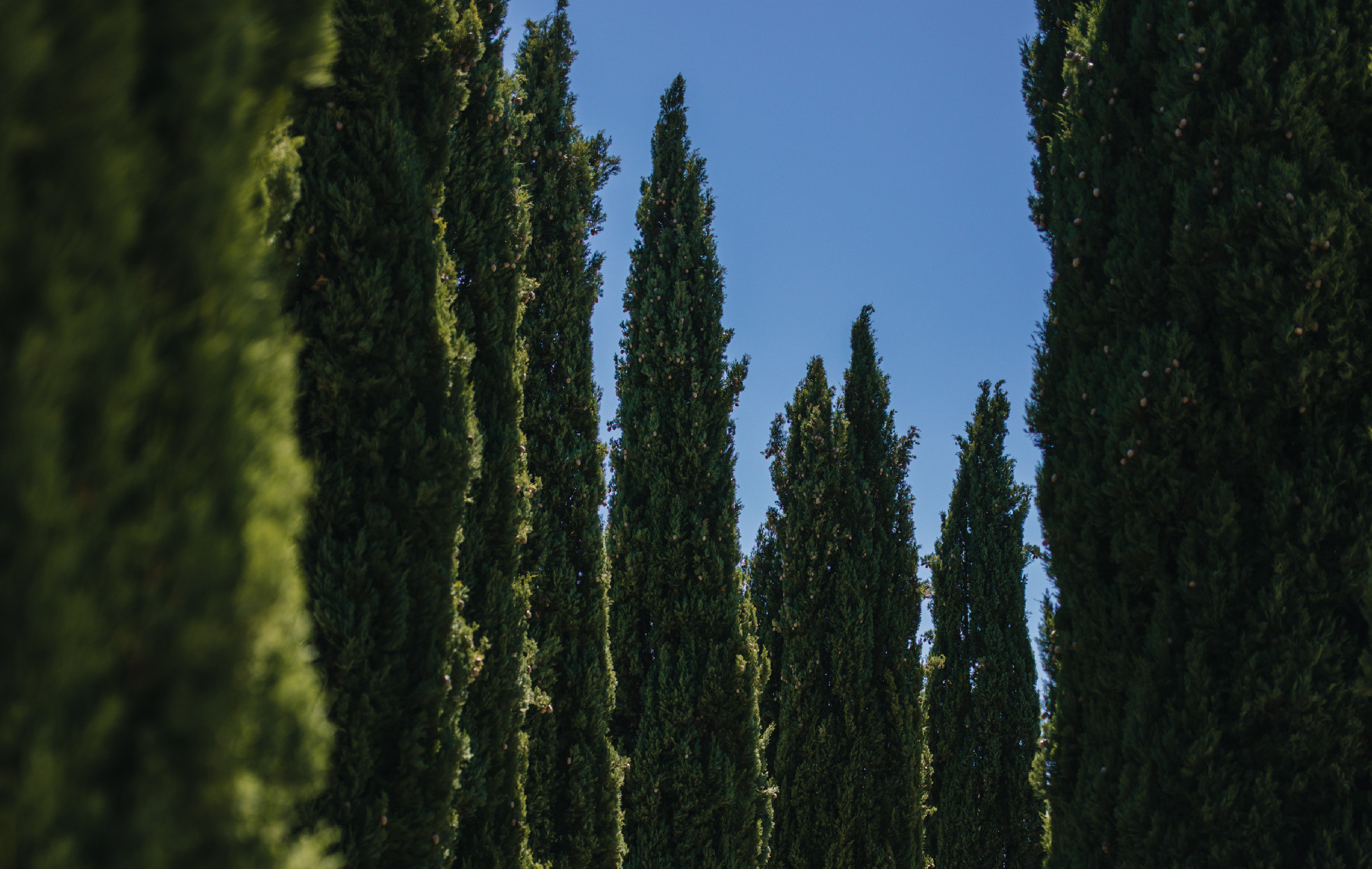 Kalandozás a ciprusok világába