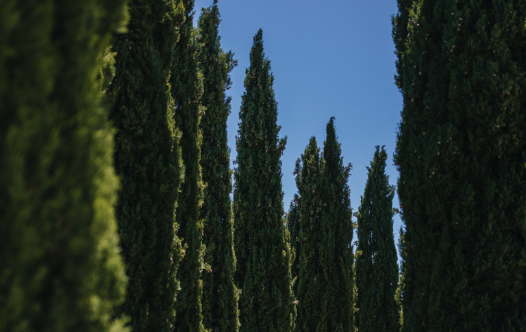 Kalandozás a ciprusok világába