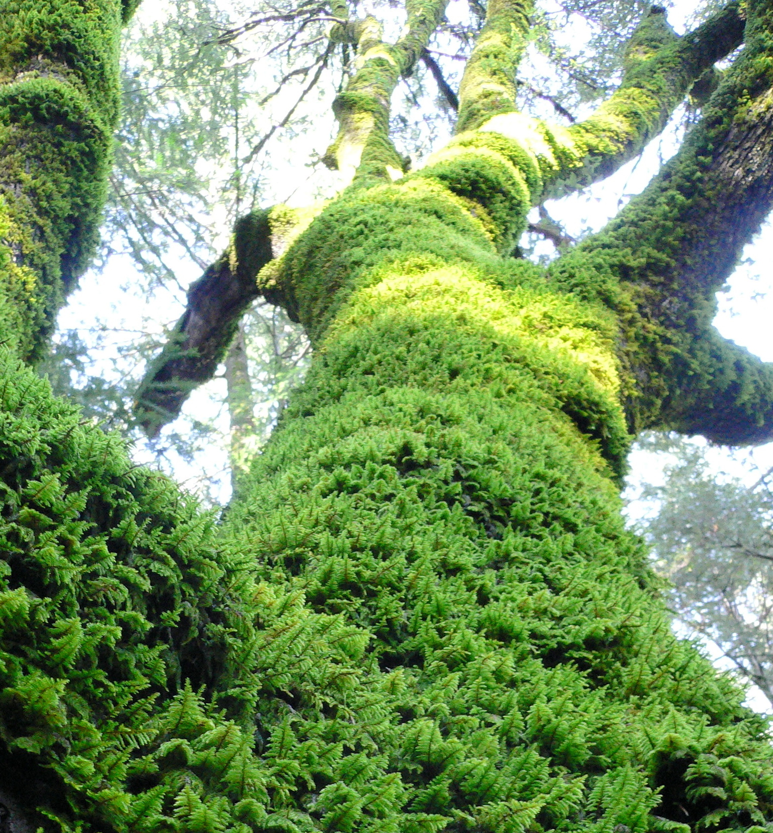 Hazánk védett mohái - az ősi idők emlékei