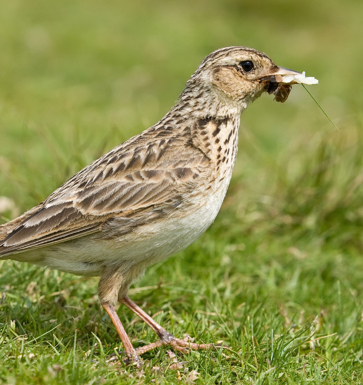 Magyarország madarai: a mezei pacsirta