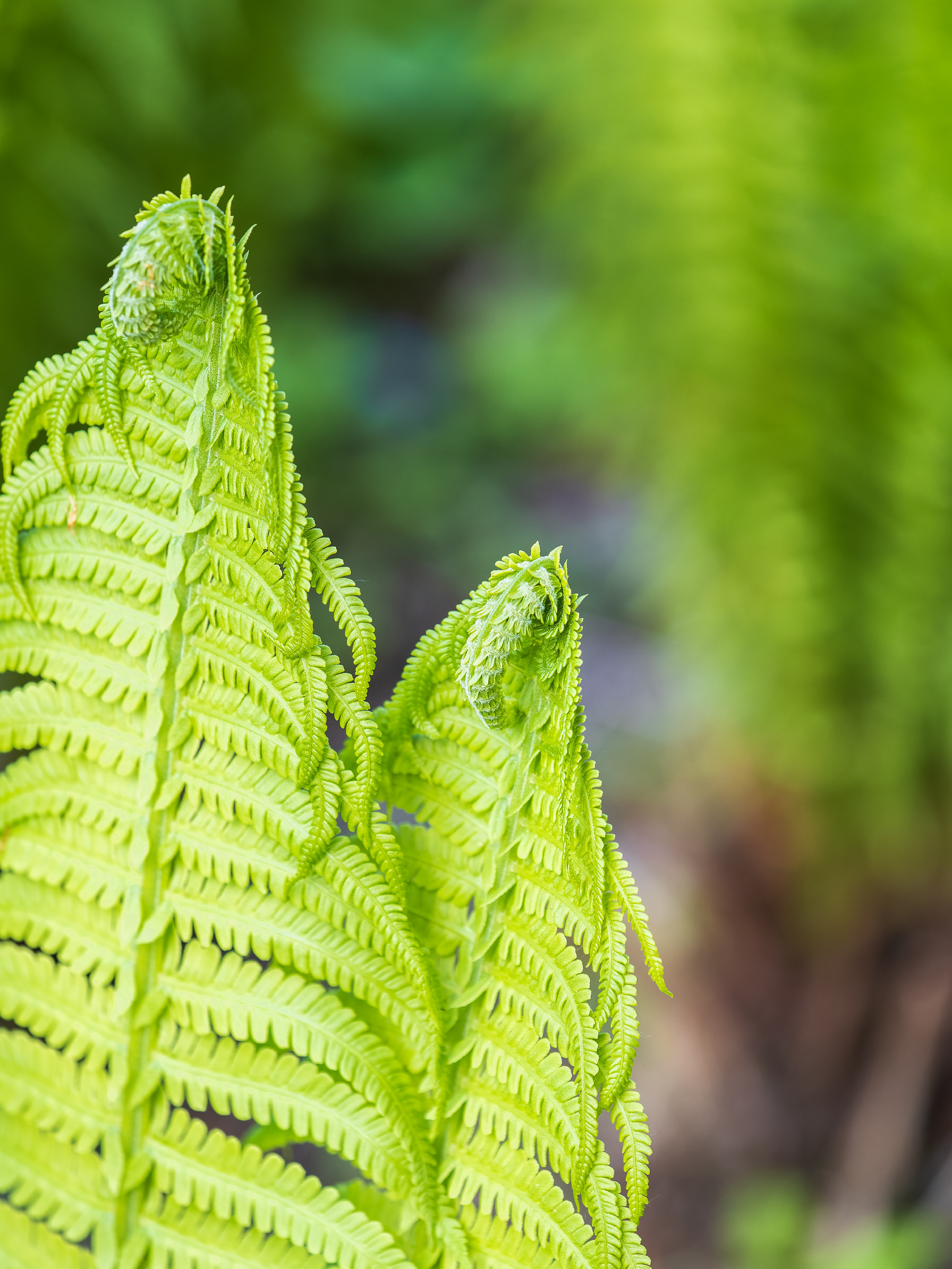 Natural green young ostrich fern or shuttlecock feron each other