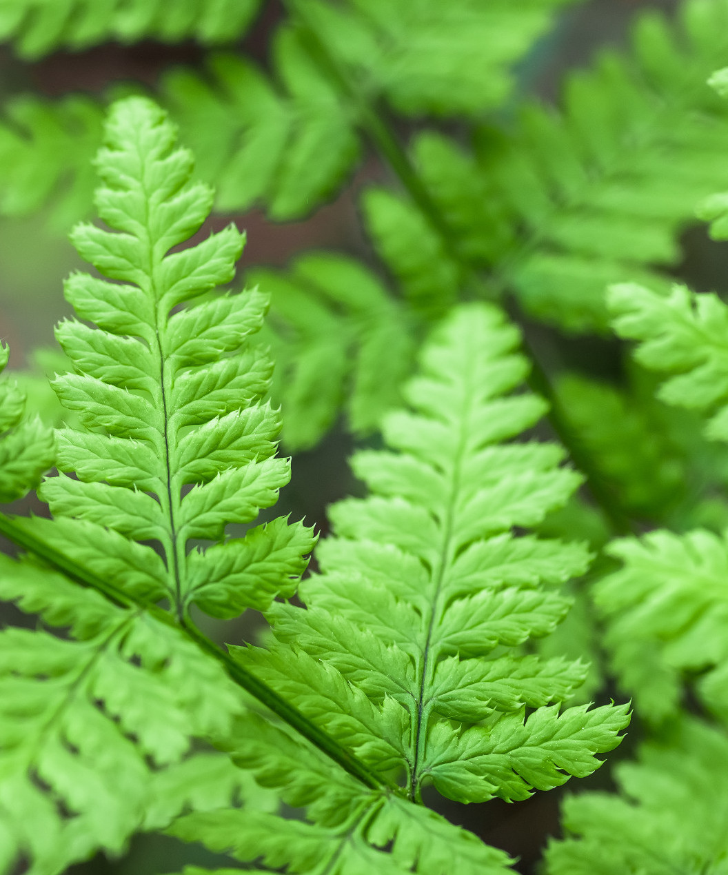 Védett páfrányfajok Magyarországon