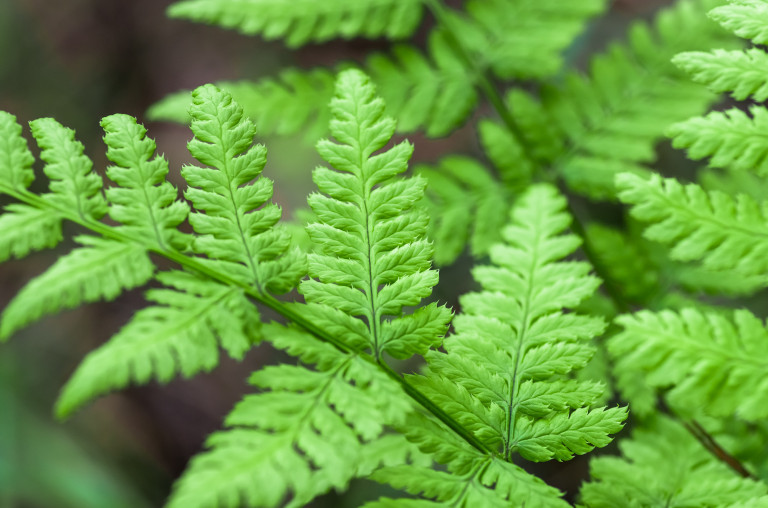 Védett páfrányfajok Magyarországon