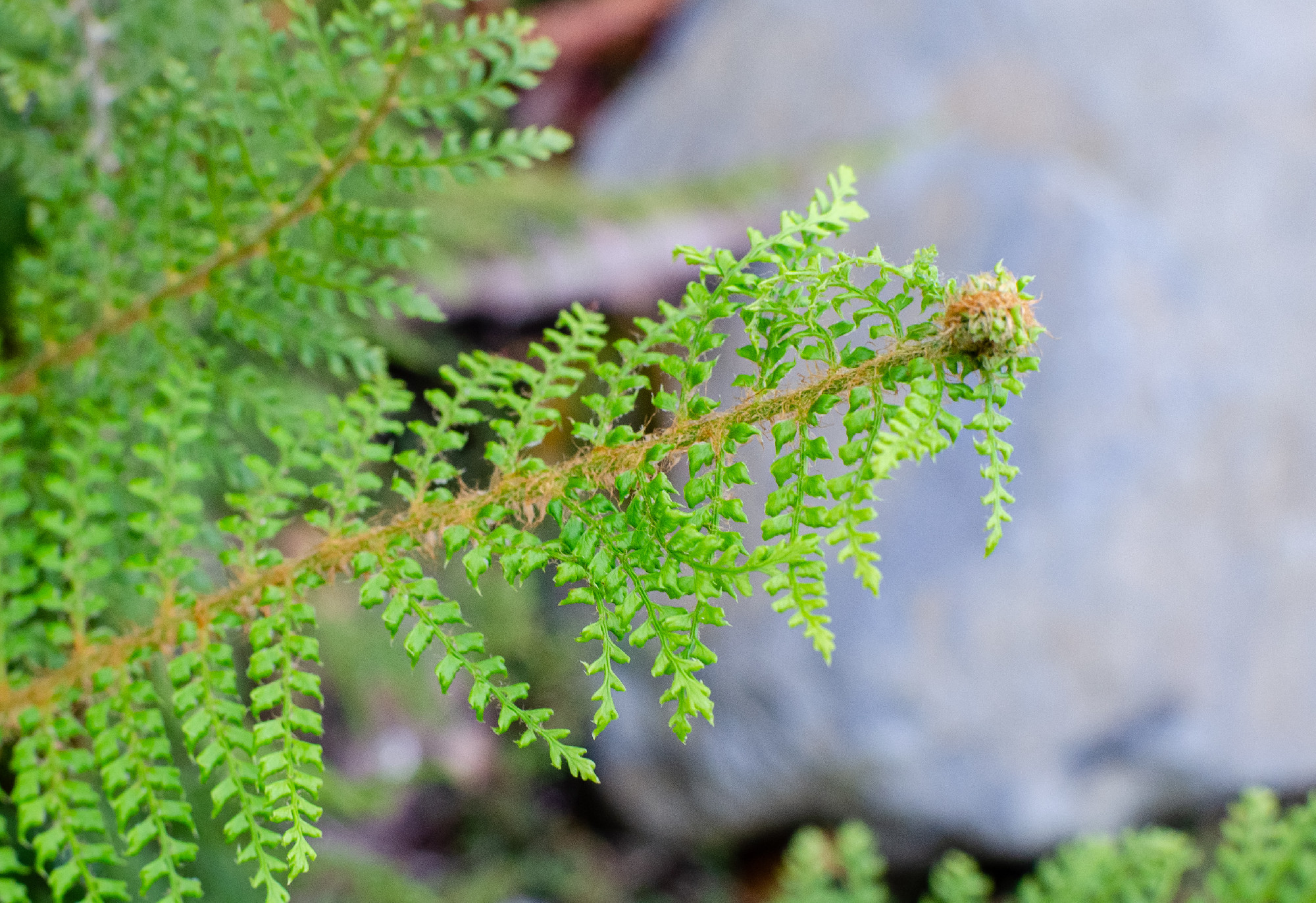 Polystichum setiferum 