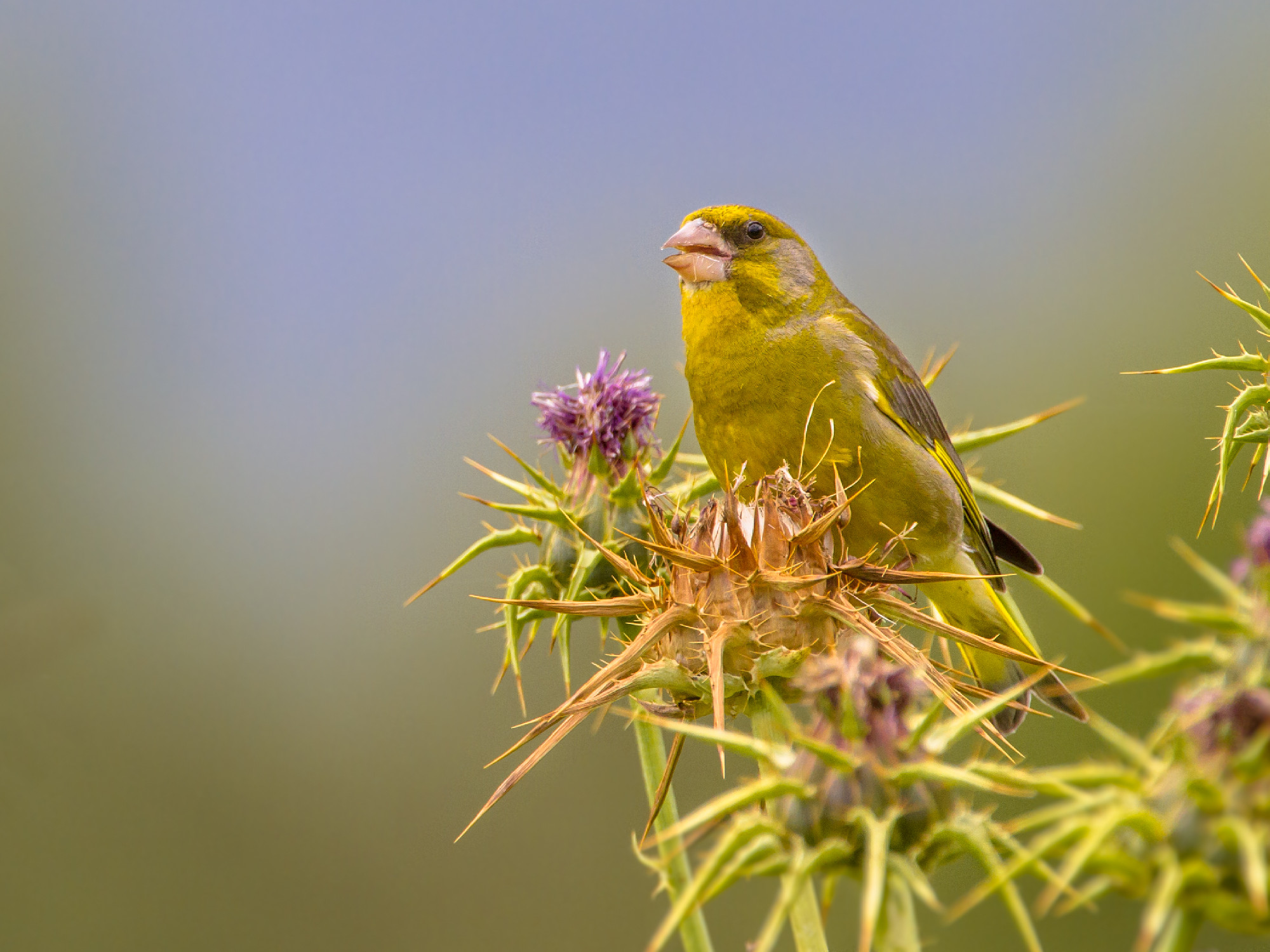 Greenfinch eating Thistle seeds