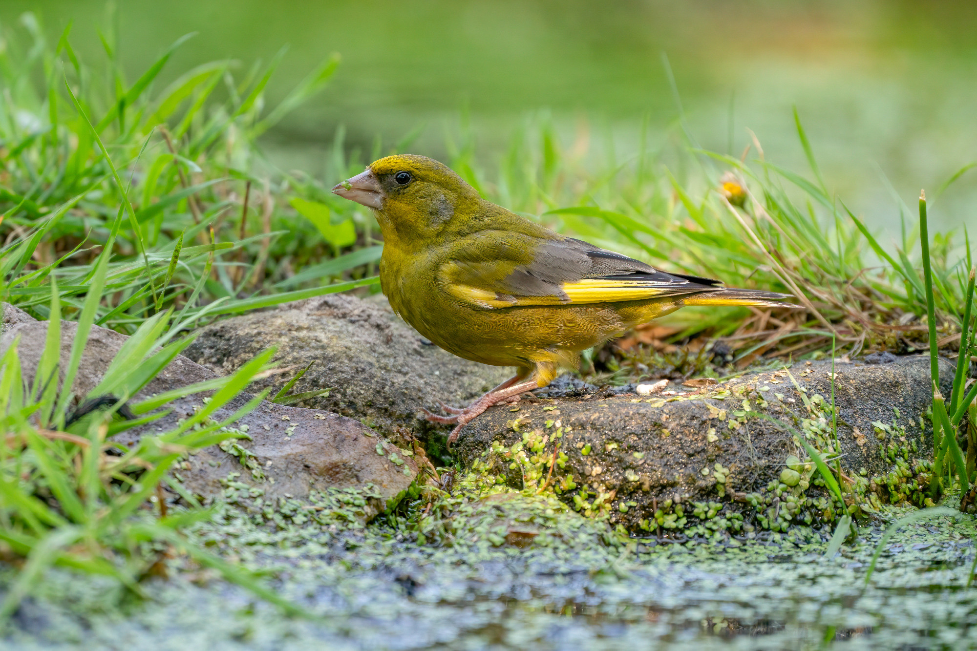 A very detailed greenfinch with a little plant in its beak, chloris chloris. close-up