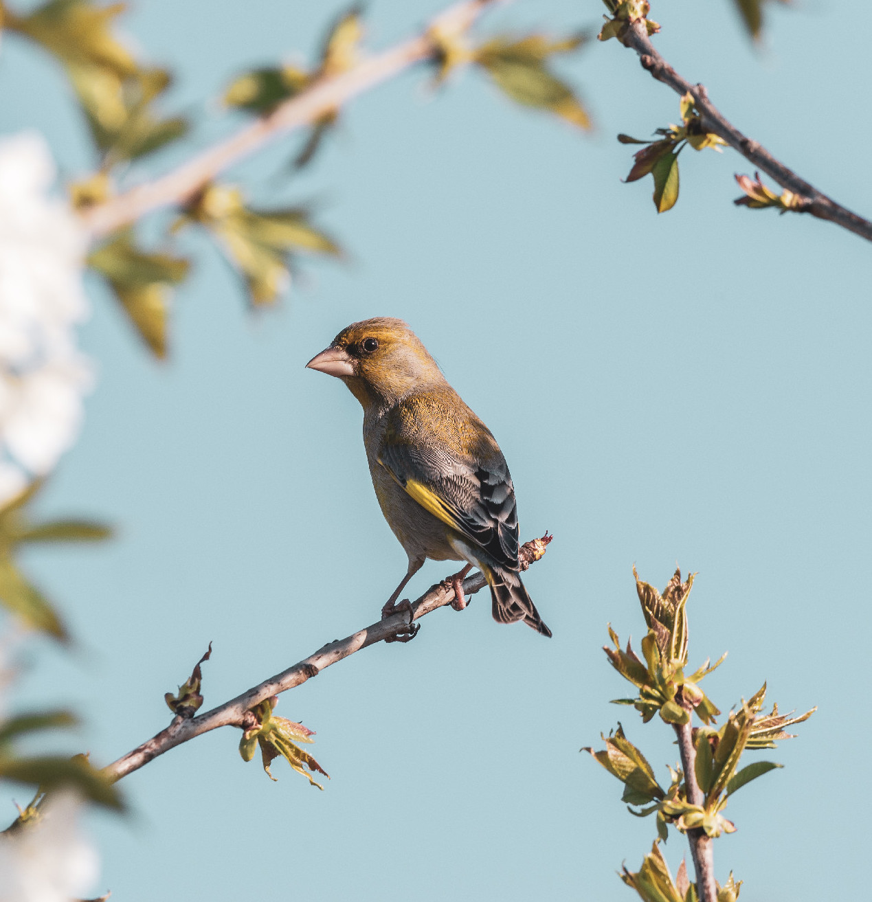 Magyarország madarai: a zöldike 