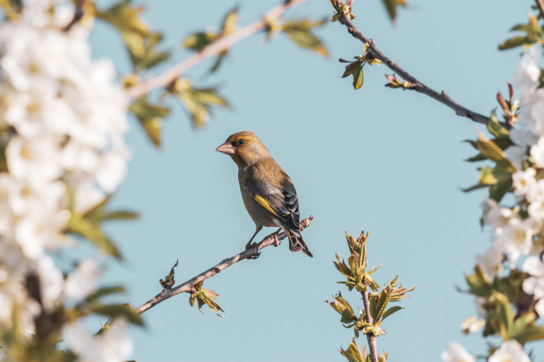 Magyarország madarai: a zöldike 