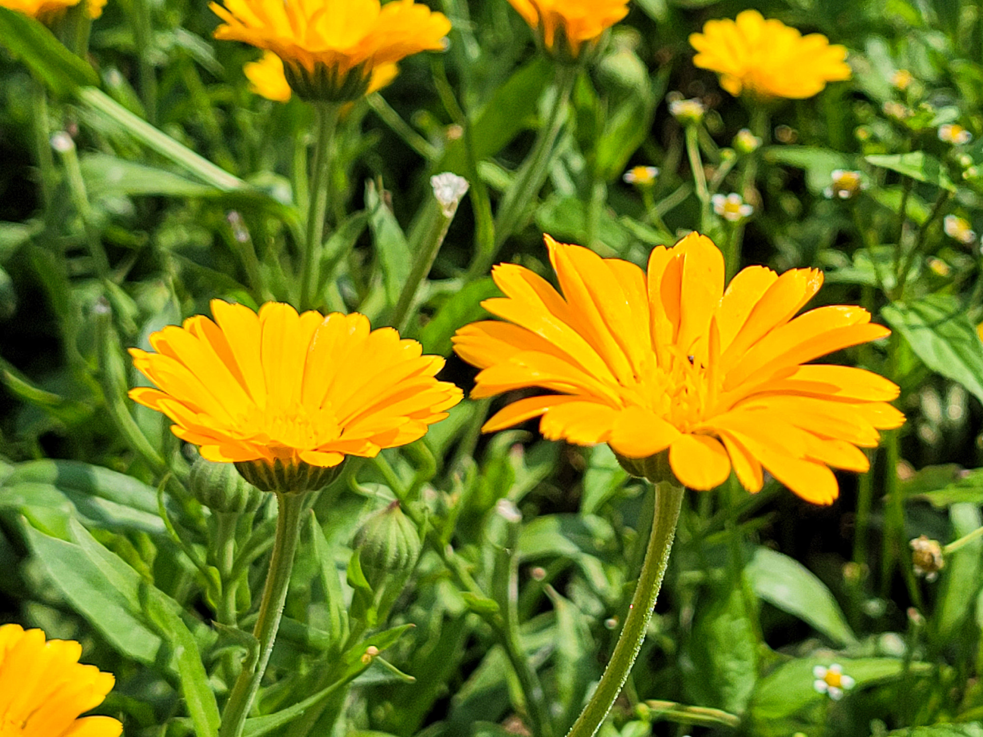 calendula or marigold flower on green grass background