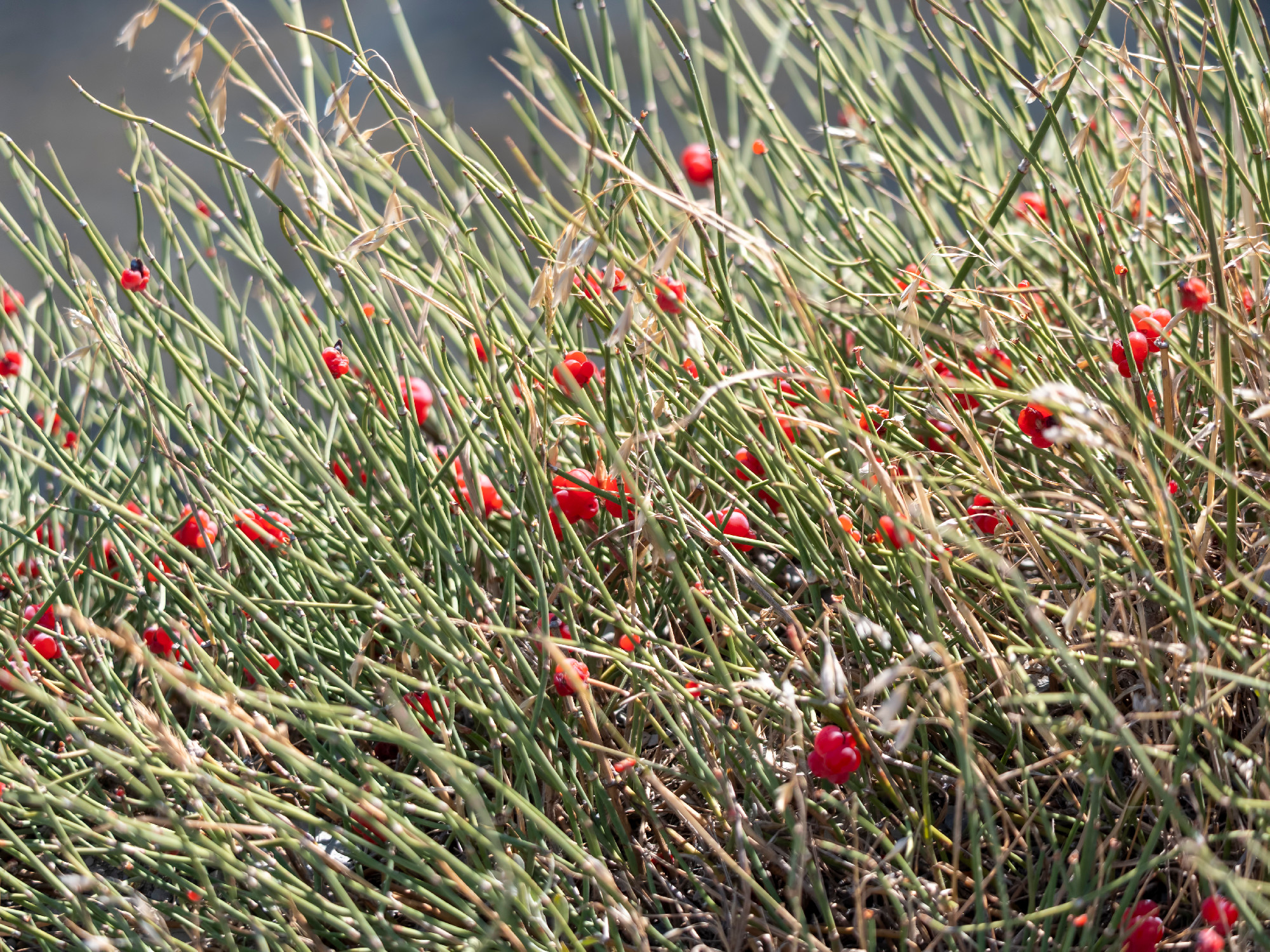 Védett növényeink: a csikófark 