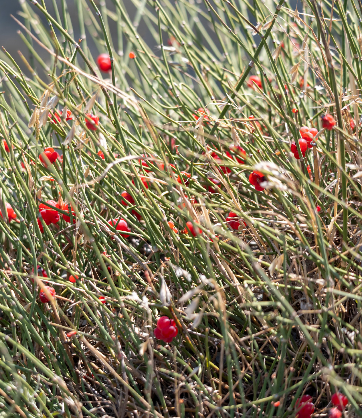 Védett növényeink: a csikófark 