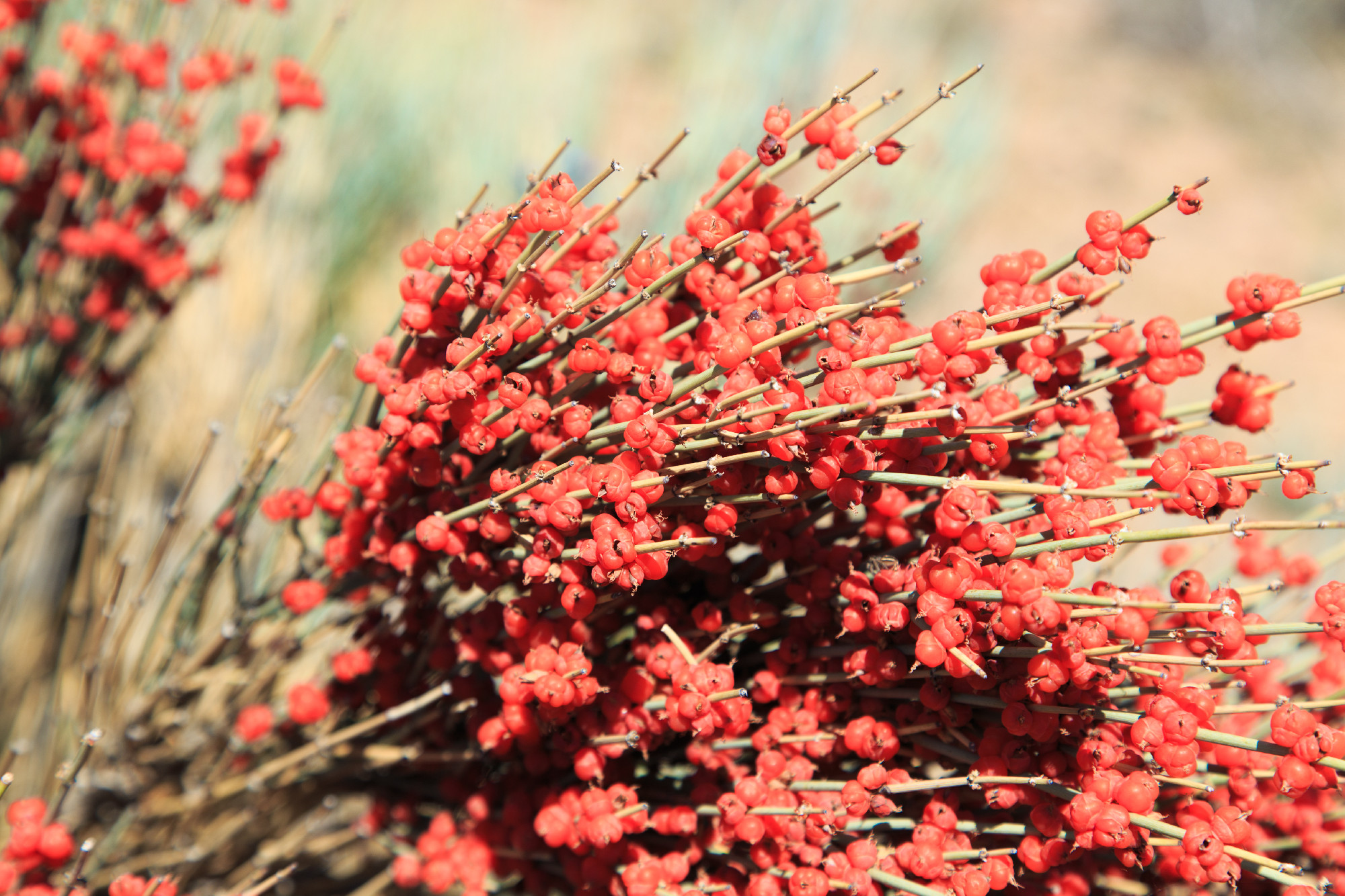 Ephedra is a genus of shrubs of the Oppressive class, the genus of its family is Ephedra Ephedraceae or Ephedra. Red berries, narcotic plant.