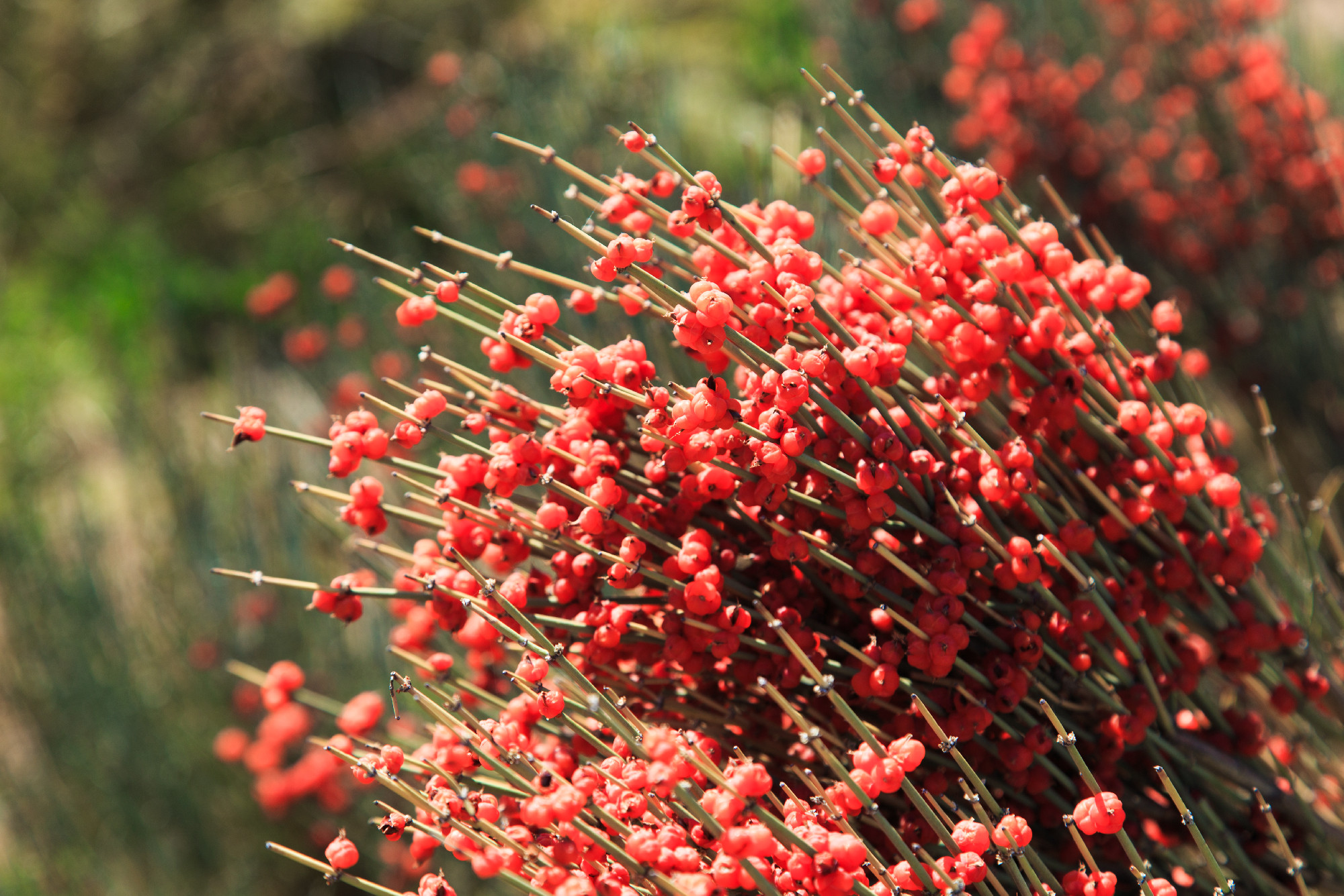 Ephedra is a genus of shrubs of the Oppressive class, the genus of its family is Ephedra Ephedraceae or Ephedra. Red berries, narcotic plant.