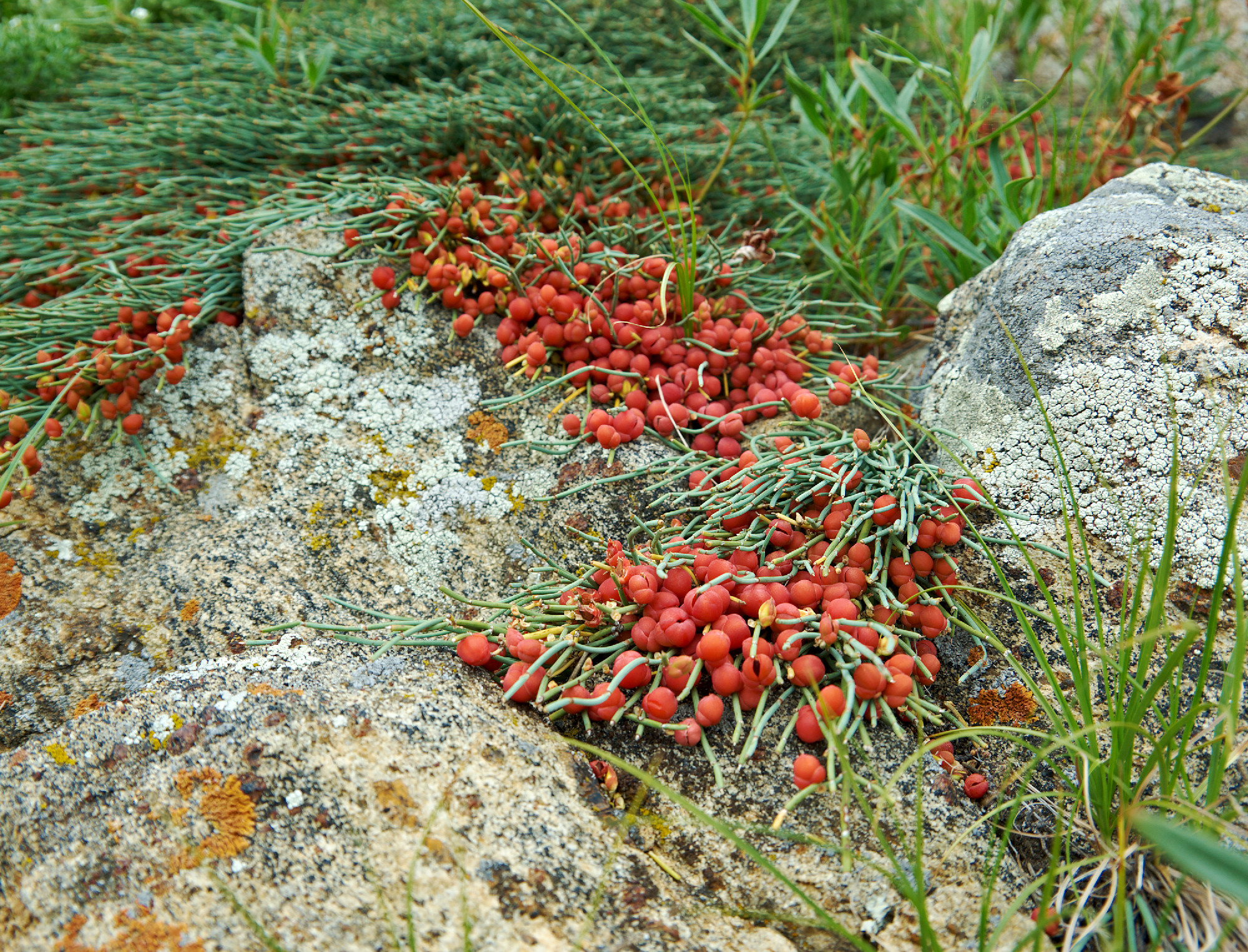 Ephedra monosperma