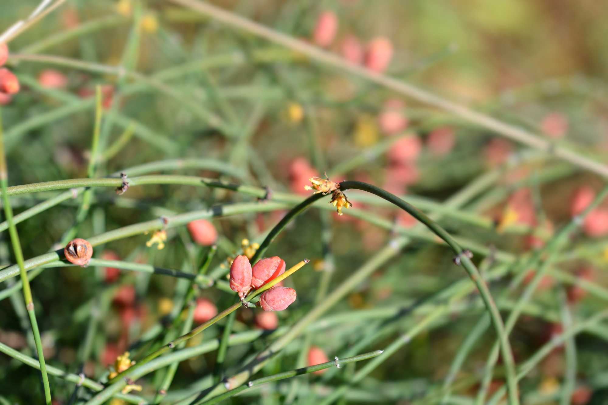 Leafless ephedra