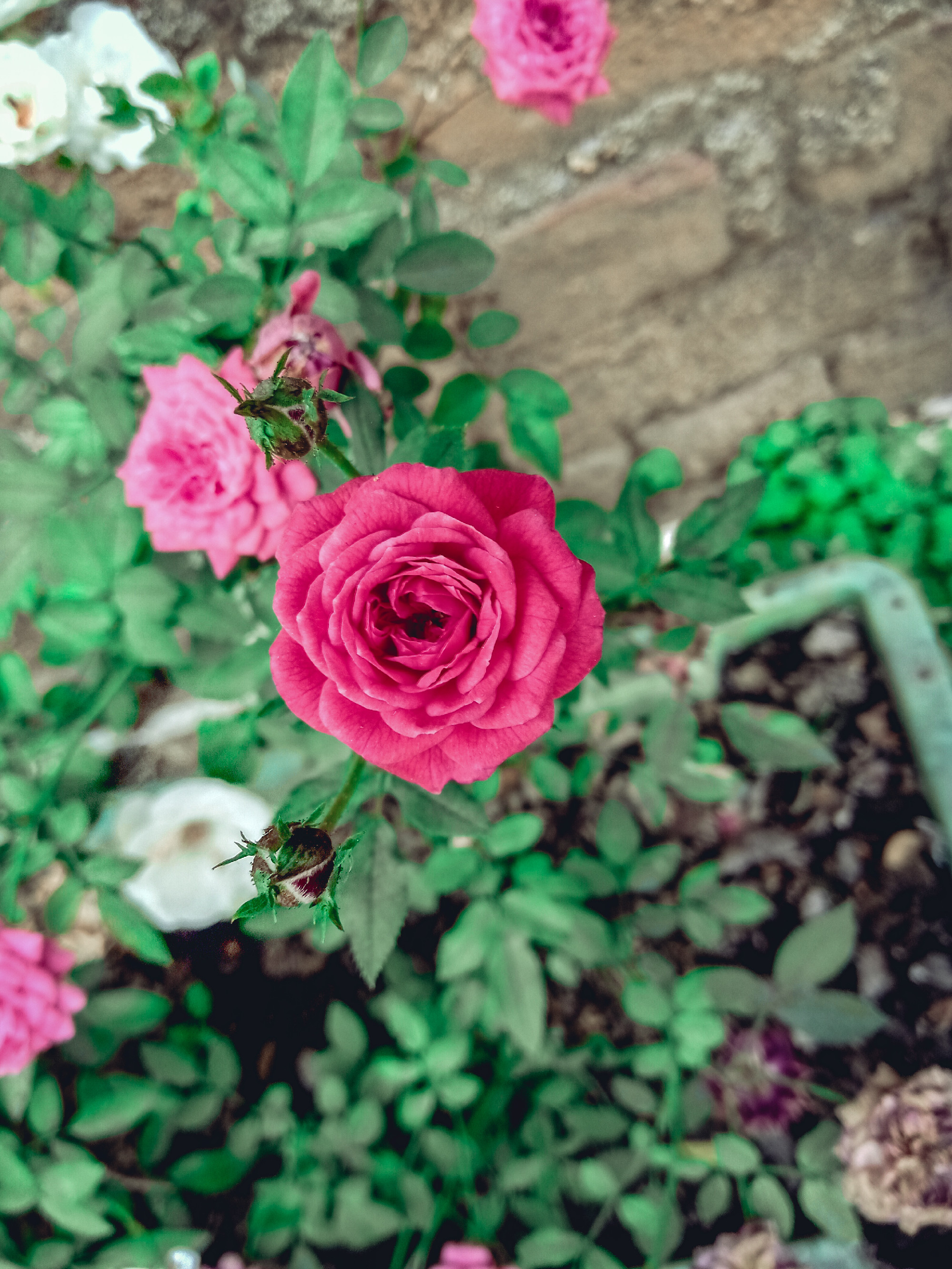 A rózsa metszése a fagyok után