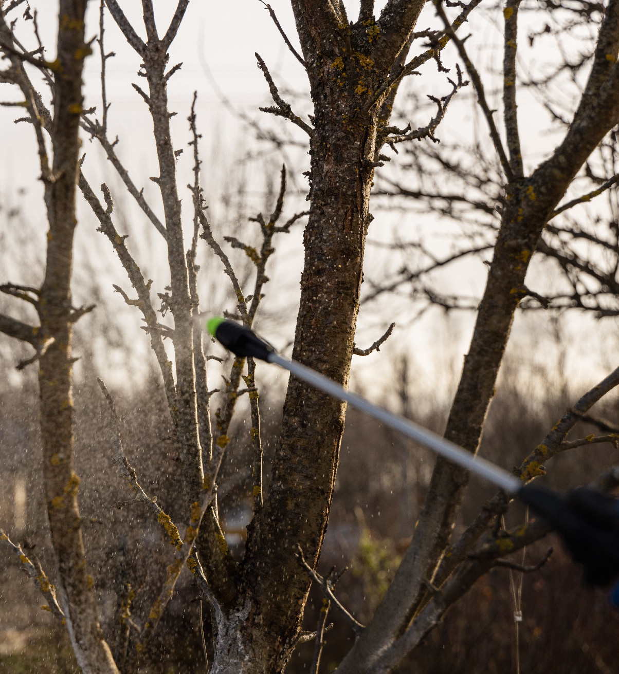 Lehet vagy kell-e permeteznünk lombfakadás előtt?
