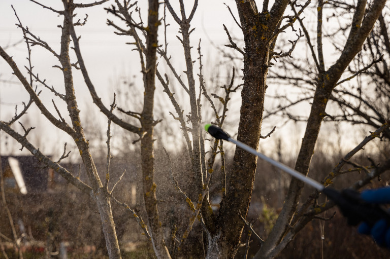 Lehet vagy kell-e permeteznünk lombfakadás előtt?