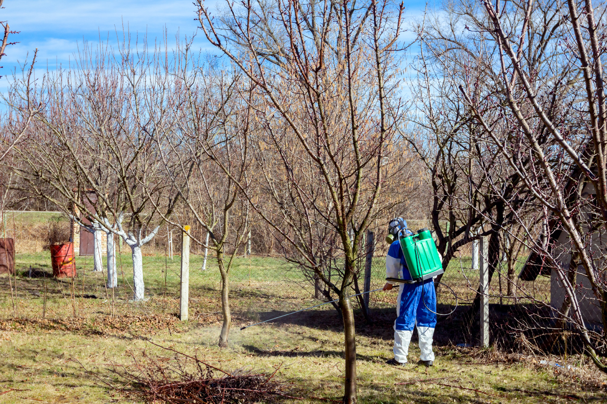 Gardener wearing protective overall sprinkles fruit trees with l