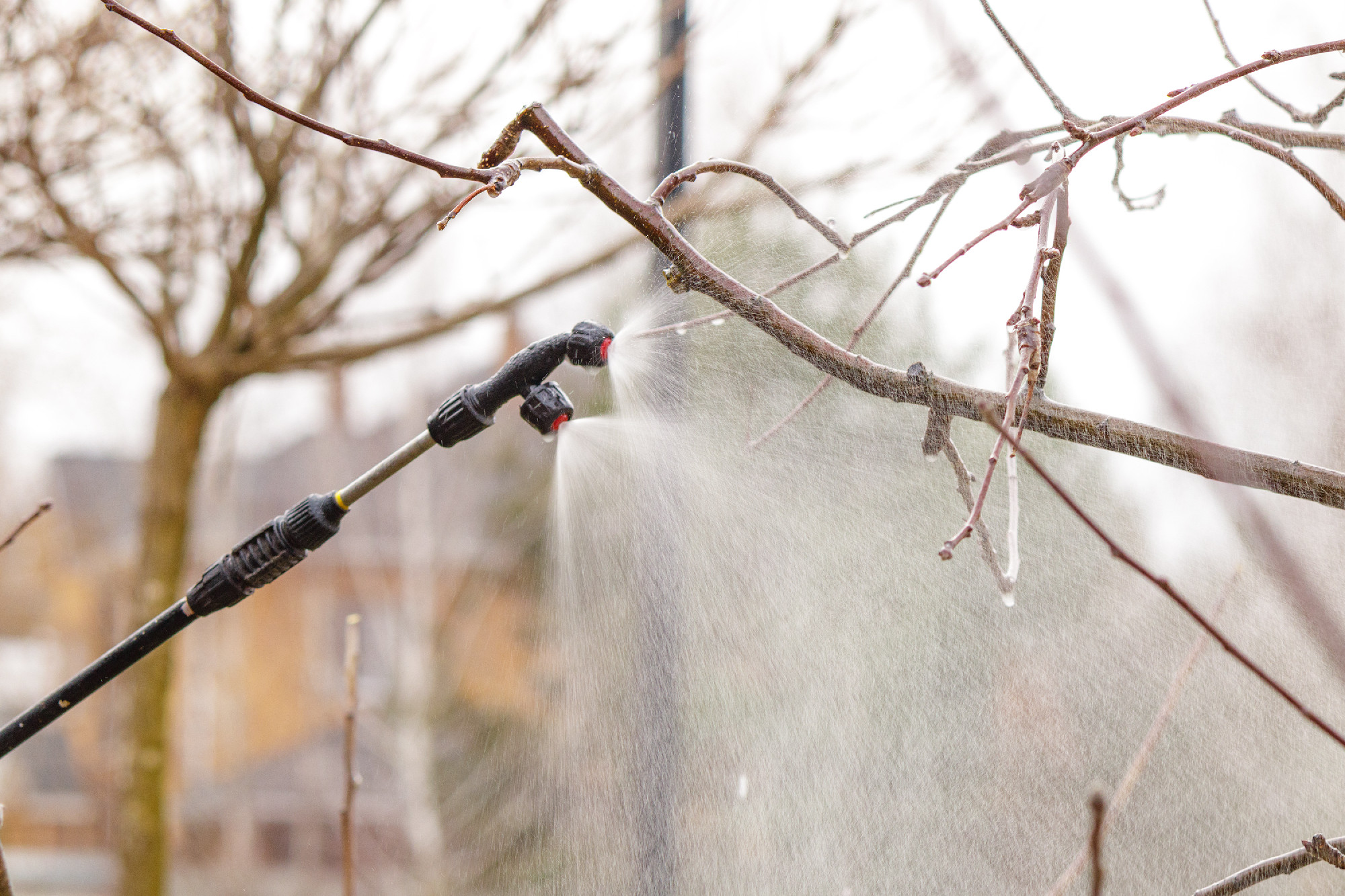 Garden sprayer nozzle spraying water or pesticide on bare tree branches in early spring. Seasonal garden care and plant protection concept in orchard maintenance.