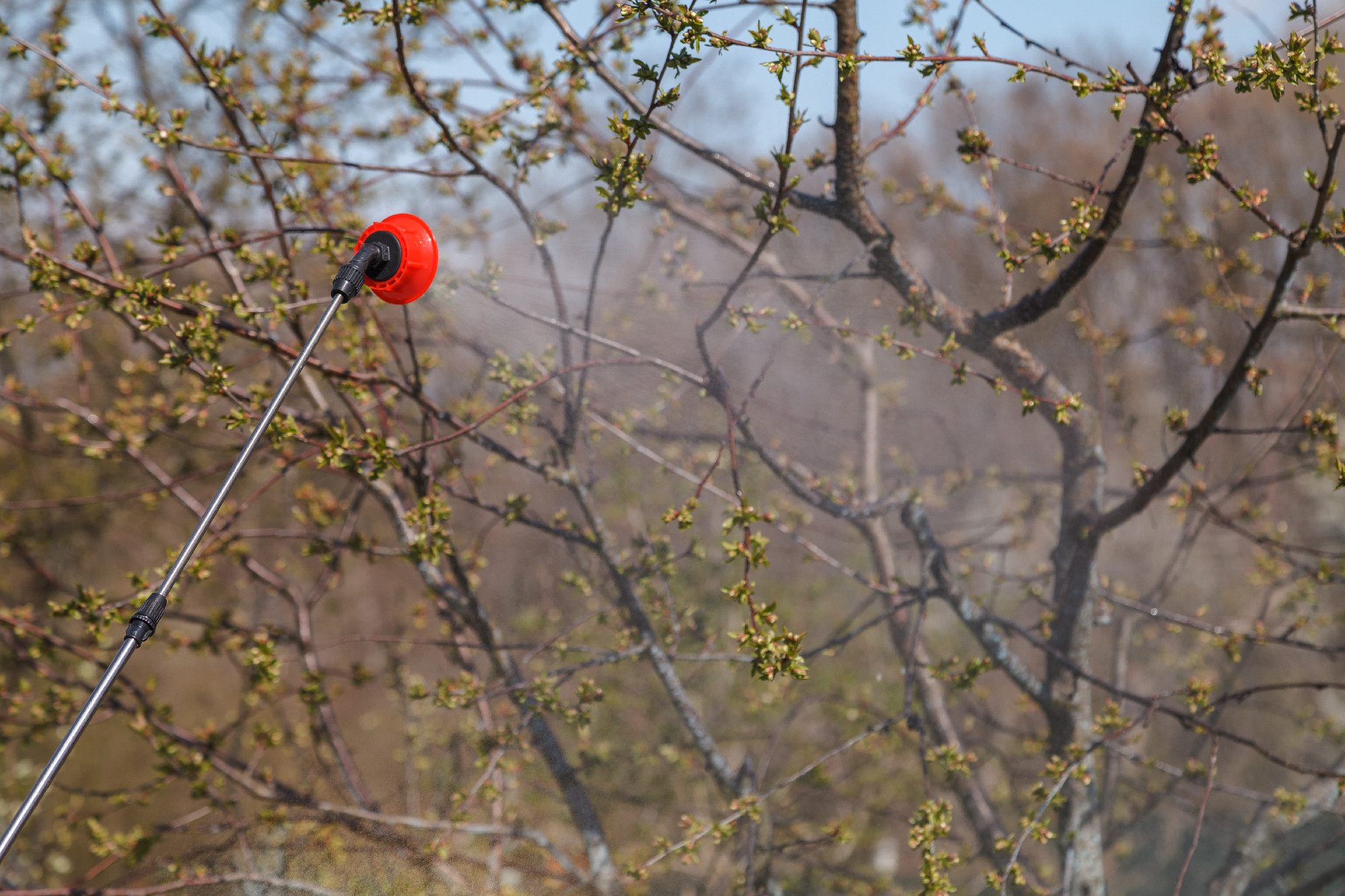 Spring treatments of trees with pesticides, pest control.