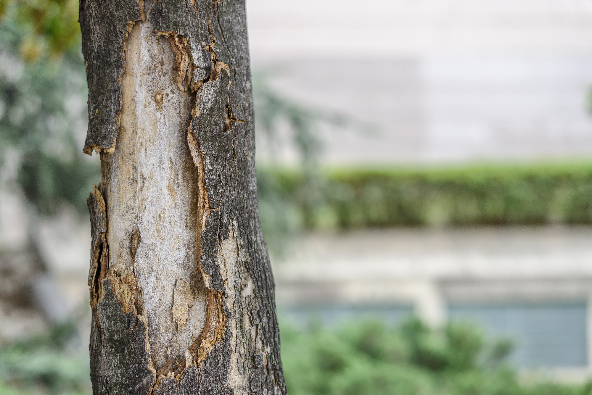 Brown textured bark, alive and growing, natural and natural curv