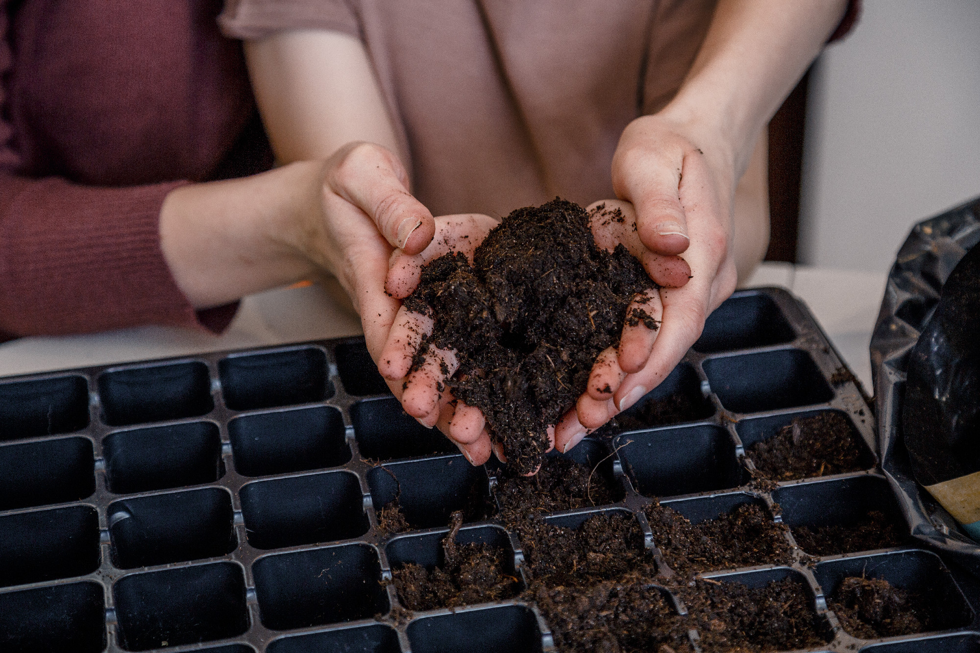 Soil in hands. Child hand holding the soil. Farmer's hands. Organic gardening, agriculture. Nature closeup.