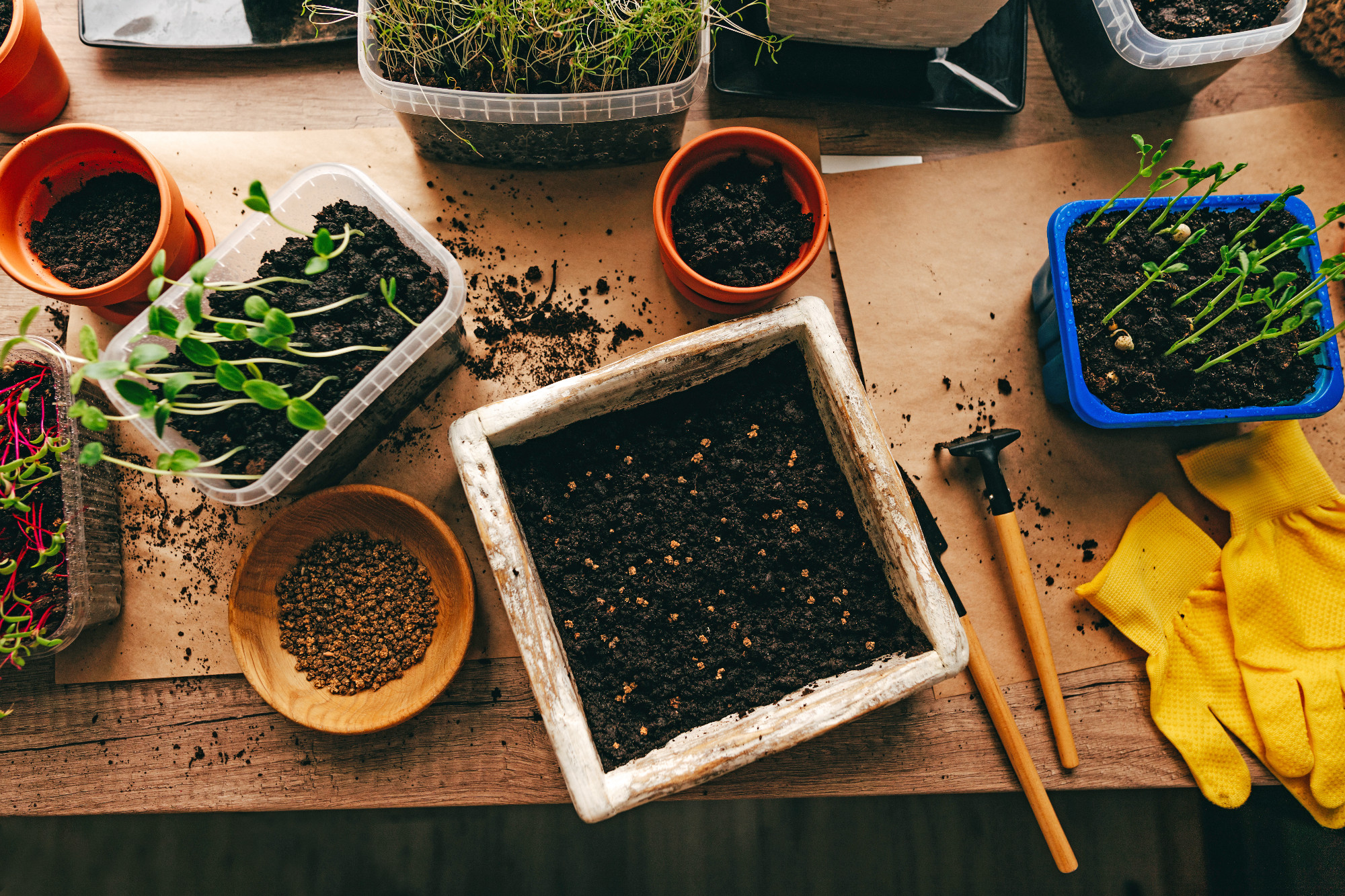 Milyen földet válasszunk a palántaneveléshez?