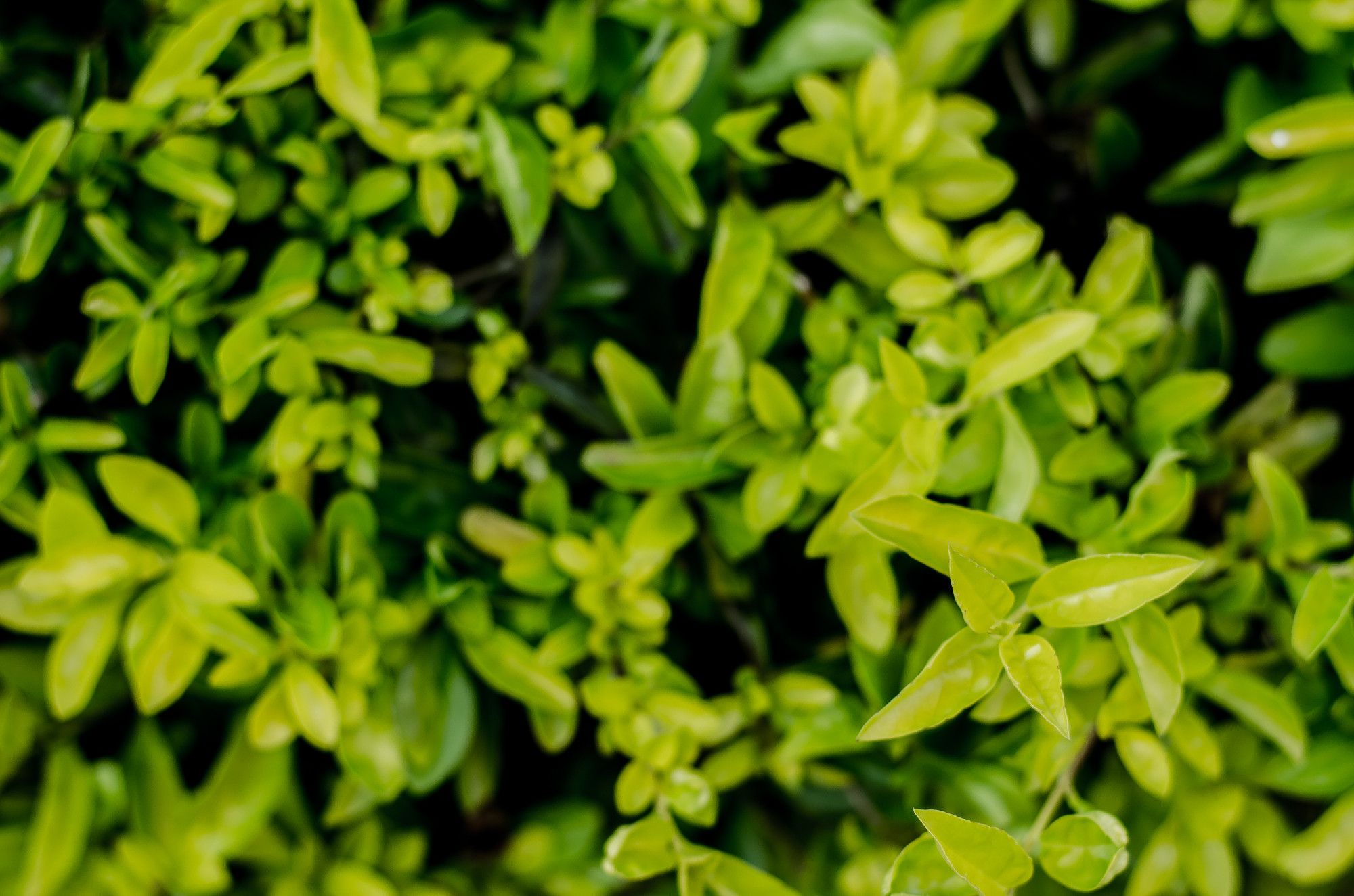 Tél végén metszhető díszcserjék