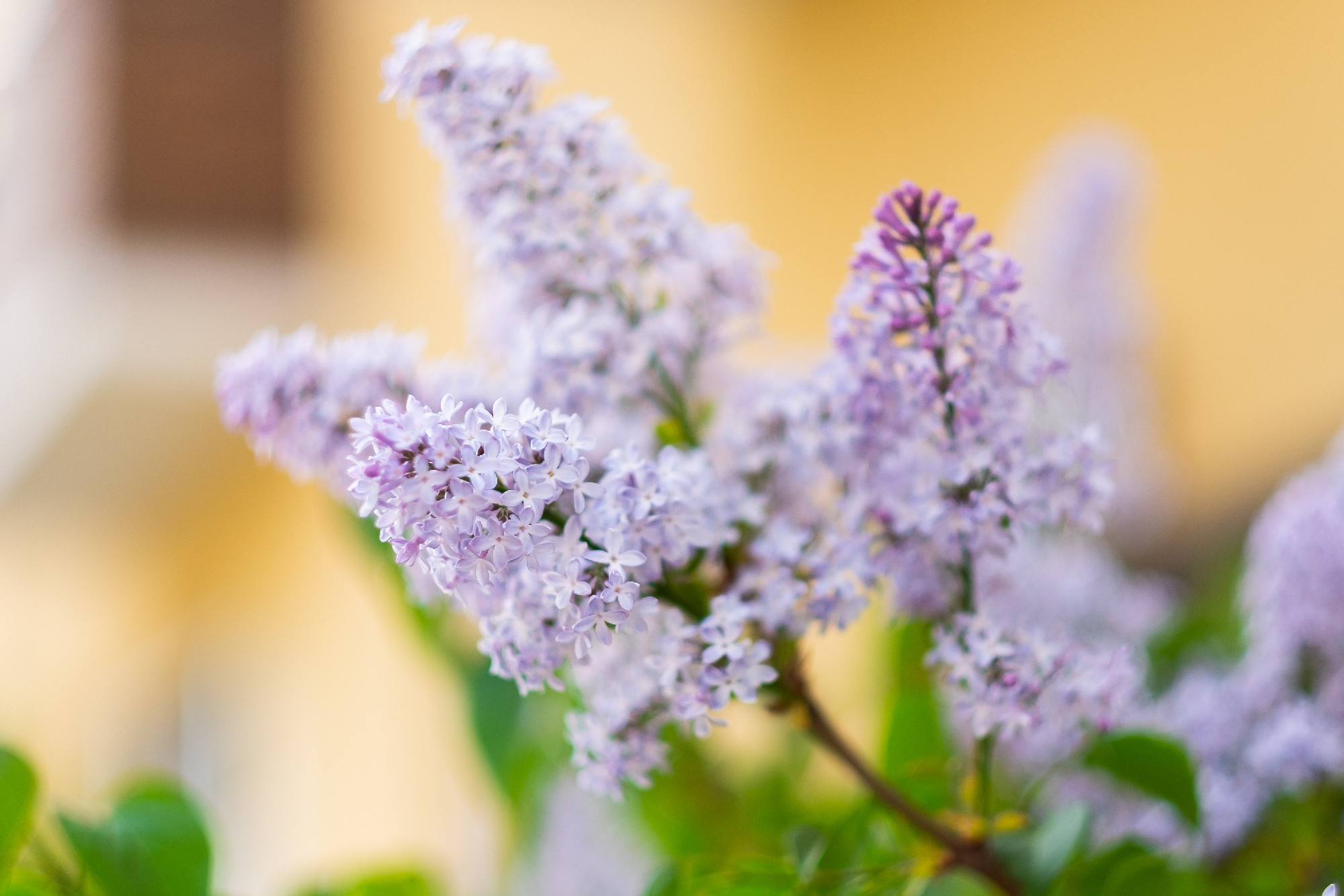 Closeup of a beautiful flowering branch of lilac.