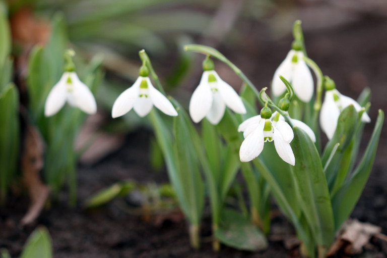 Télfelejtő növények